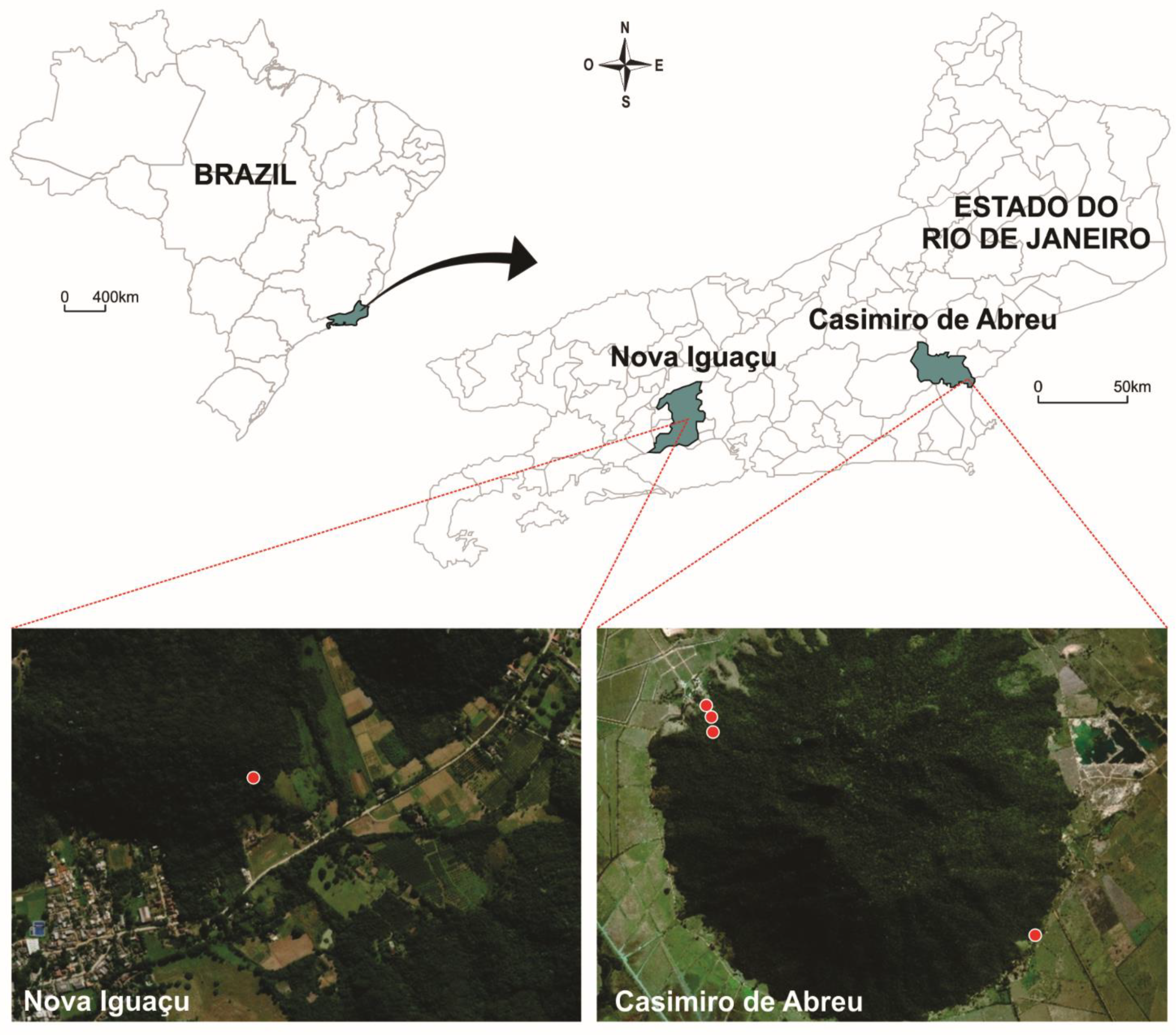 Tropicalmed Free Full Text Natural Infection And Vertical Transmission Of Zika Virus In Sylvatic Mosquitoes Aedes Albopictus And Haemagogus Leucocelaenus From Rio De Janeiro Brazil Html