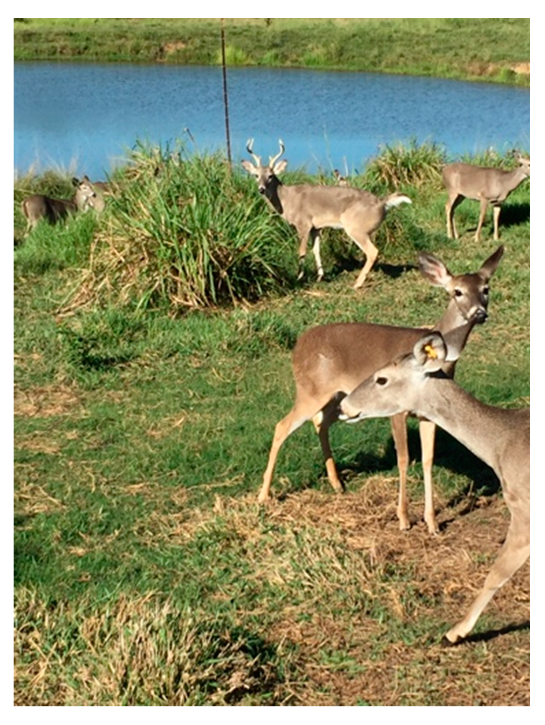 Tropicalmed 06 00135 g001