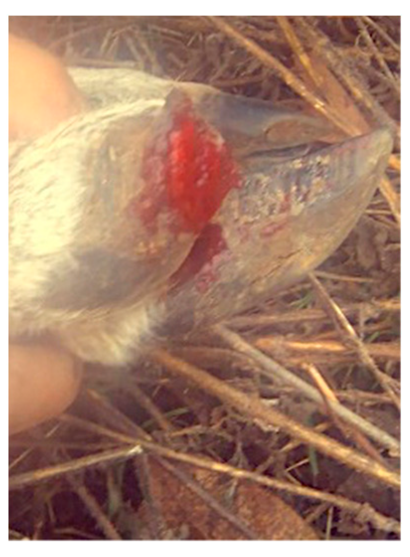 Tropicalmed 06 00135 g002