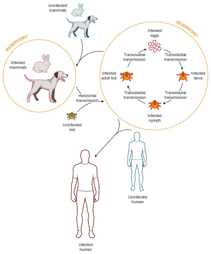 Specific rickettsial serology