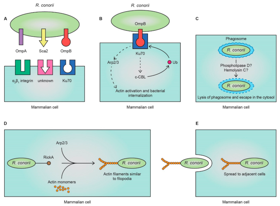 Tropicalmed 06 00172 g002 Tropicalmed 06 00172 g002