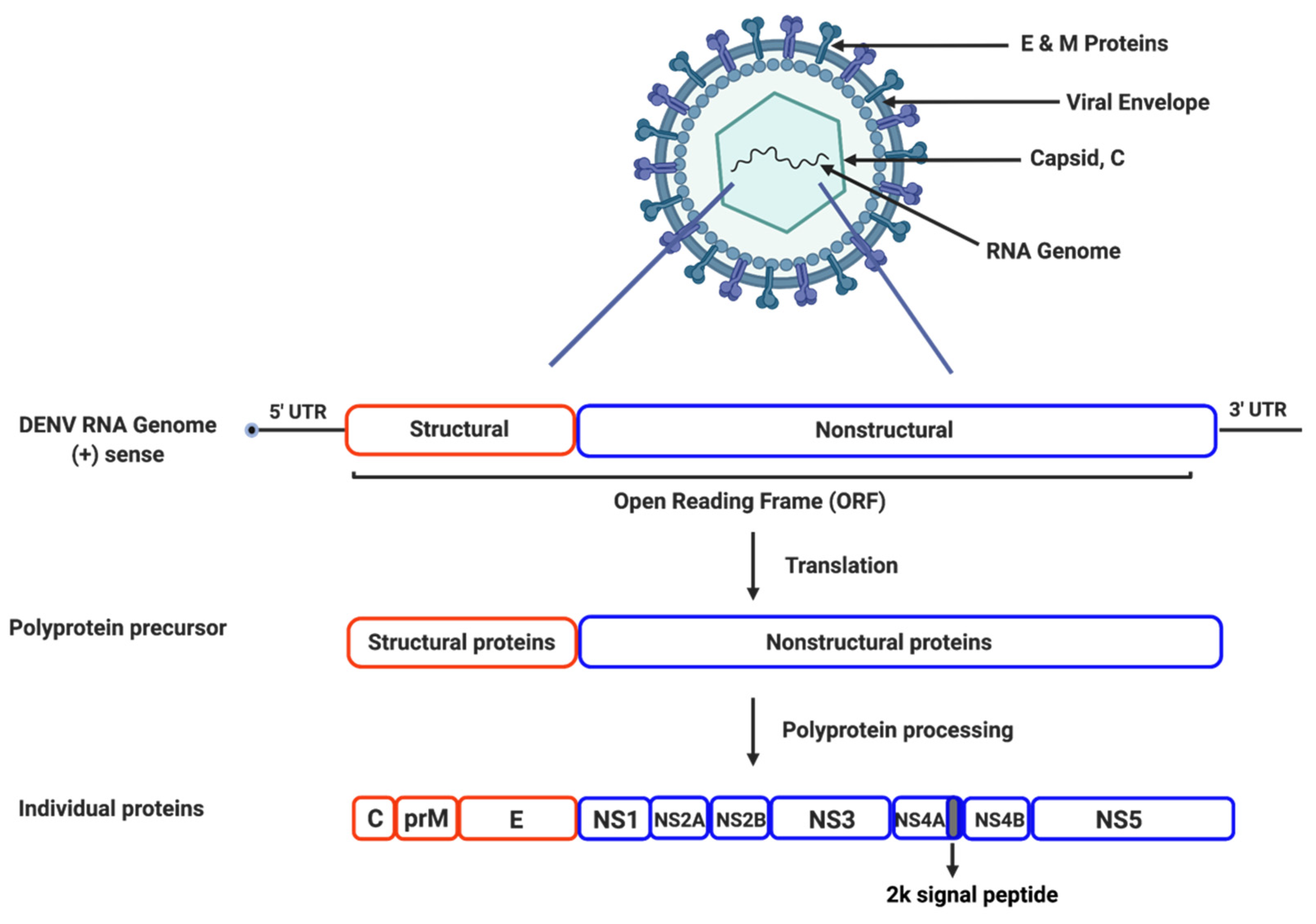 dengue related research papers