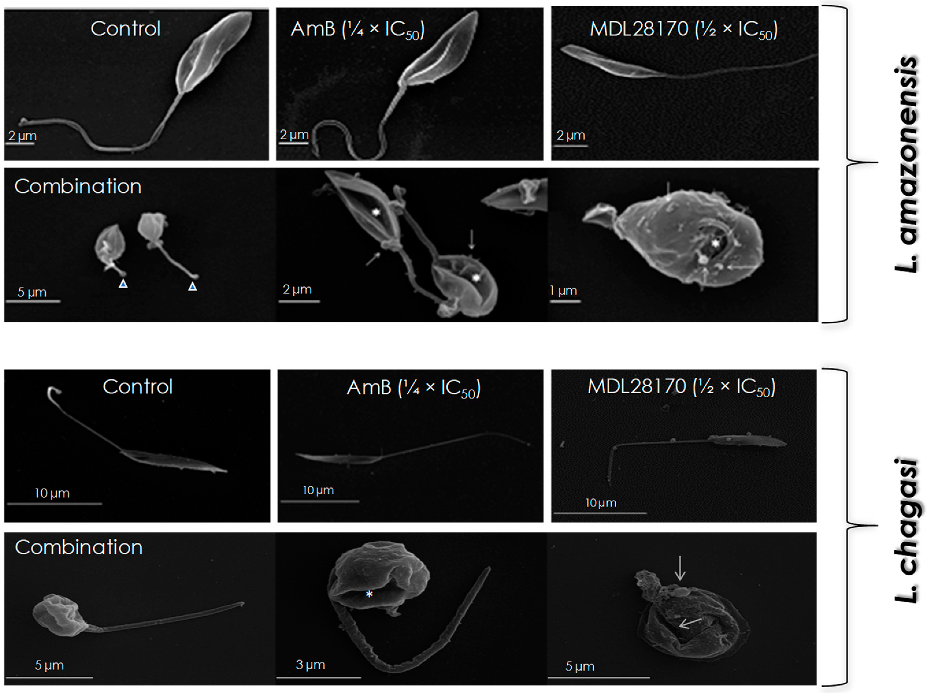 Tropicalmed 07 00029 g002 Tropicalmed 07 00029 g002