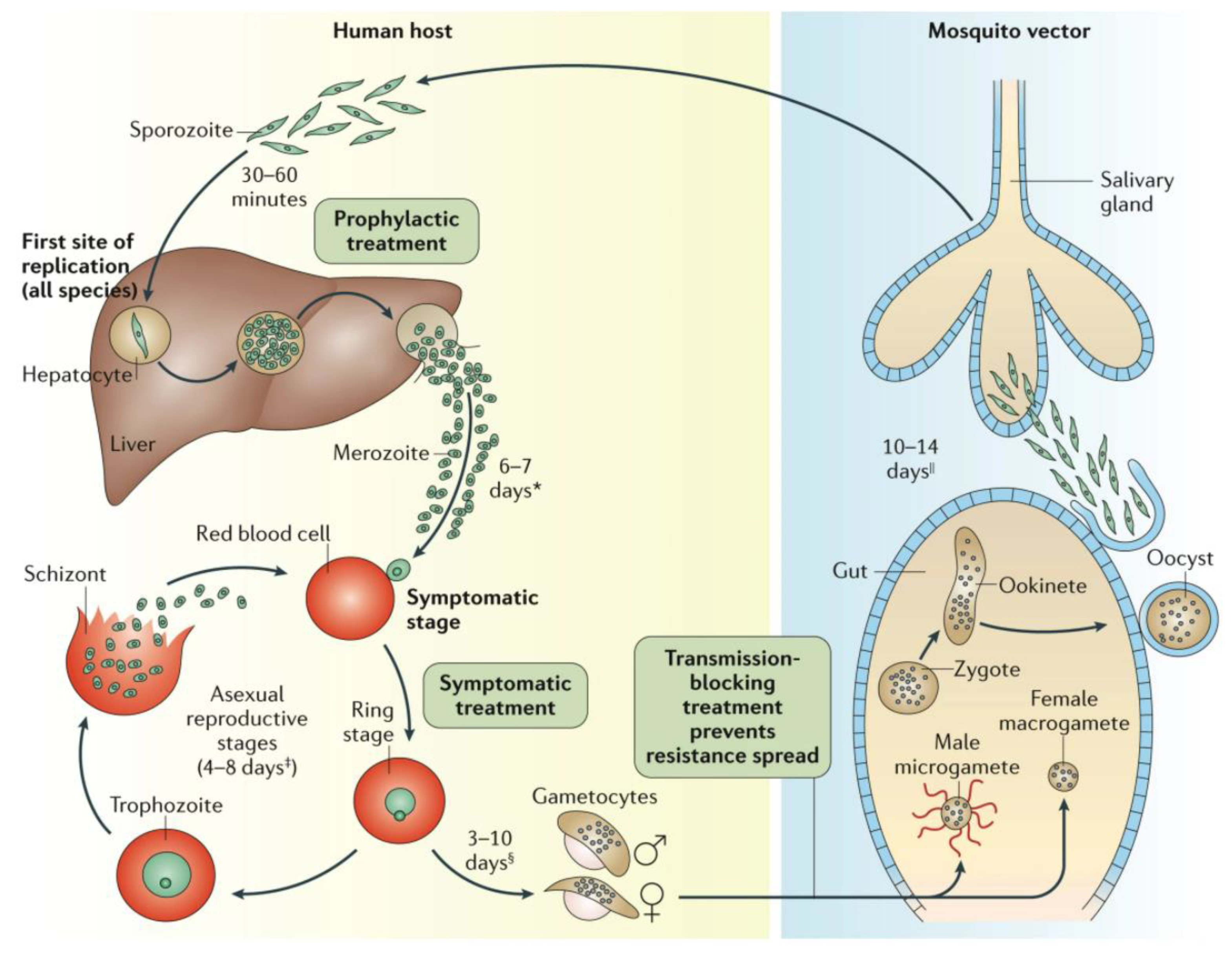 Tropicalmed 07 00058 g001 Tropicalmed 07 00058 g001