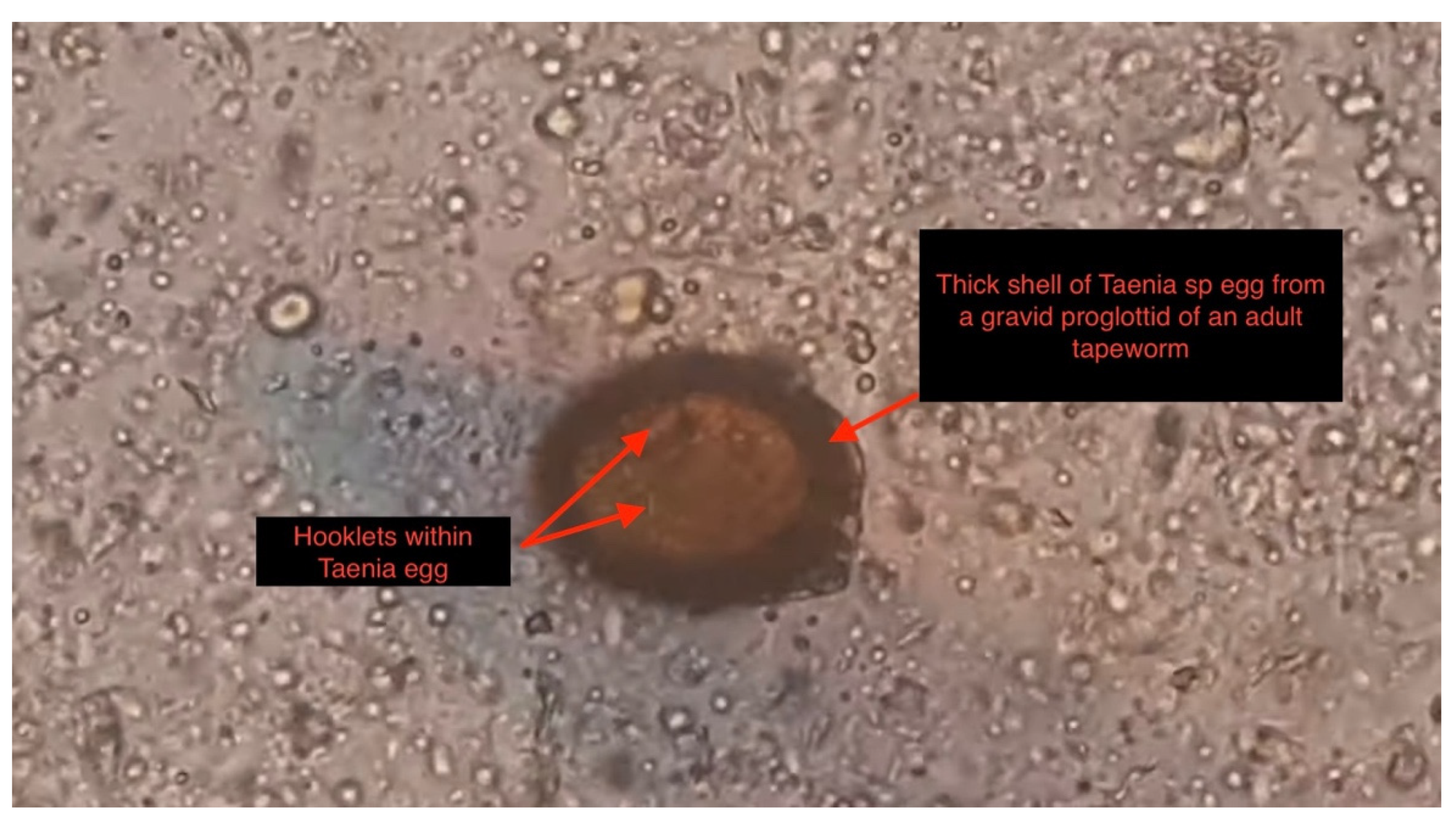 Tropicalmed 07 00096 g001 550