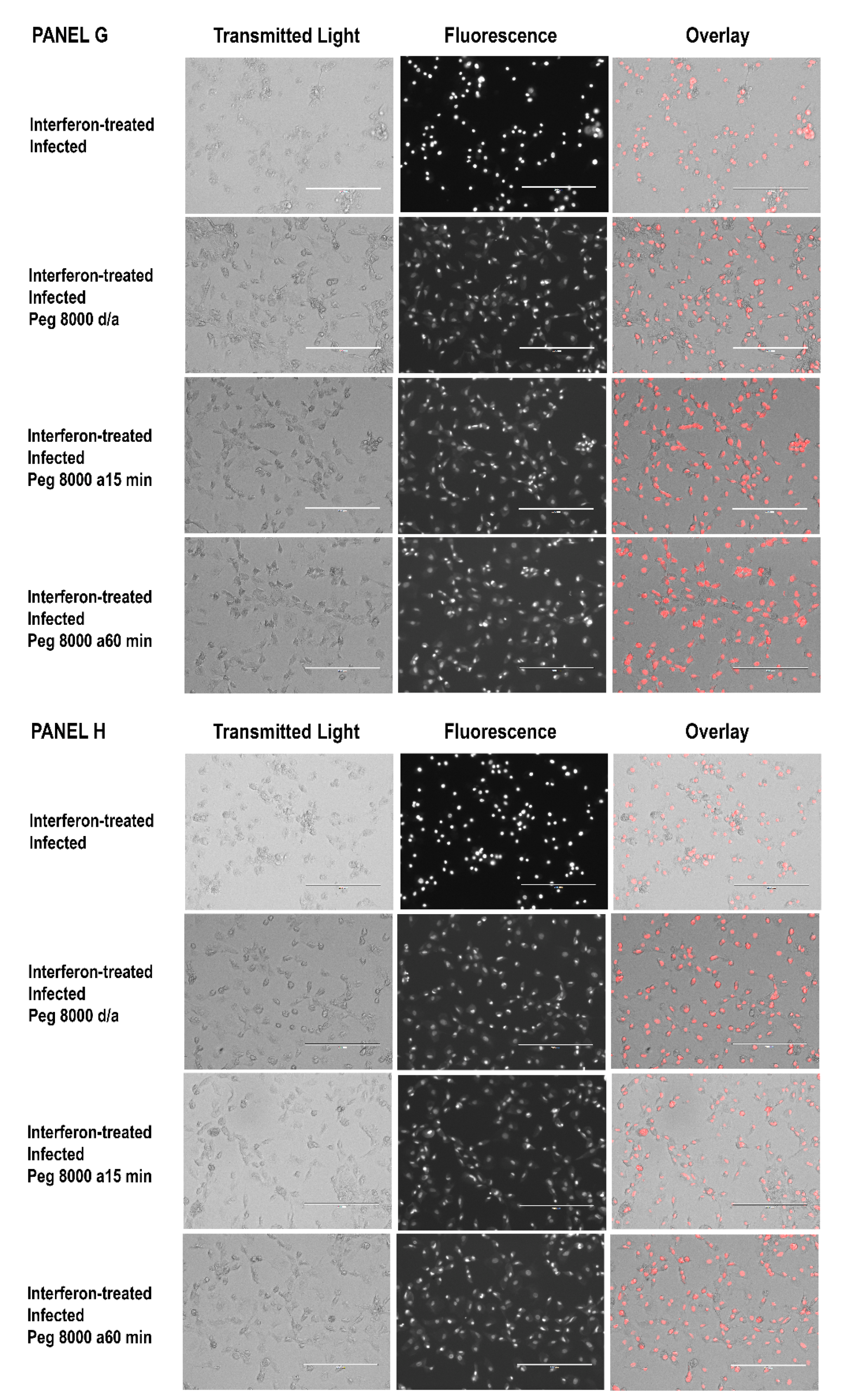 Tropicalmed 07 00163 g005d Tropicalmed 07 00163 g005d