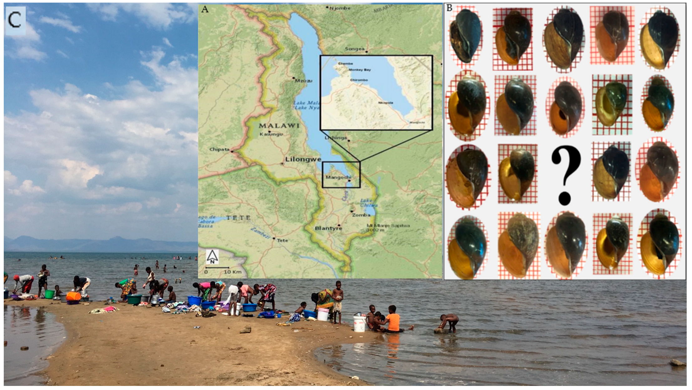 Tropicalmed 07 00195 g001 550