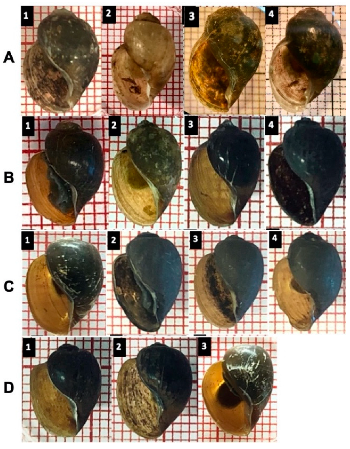 Tropicalmed 07 00195 g006 550