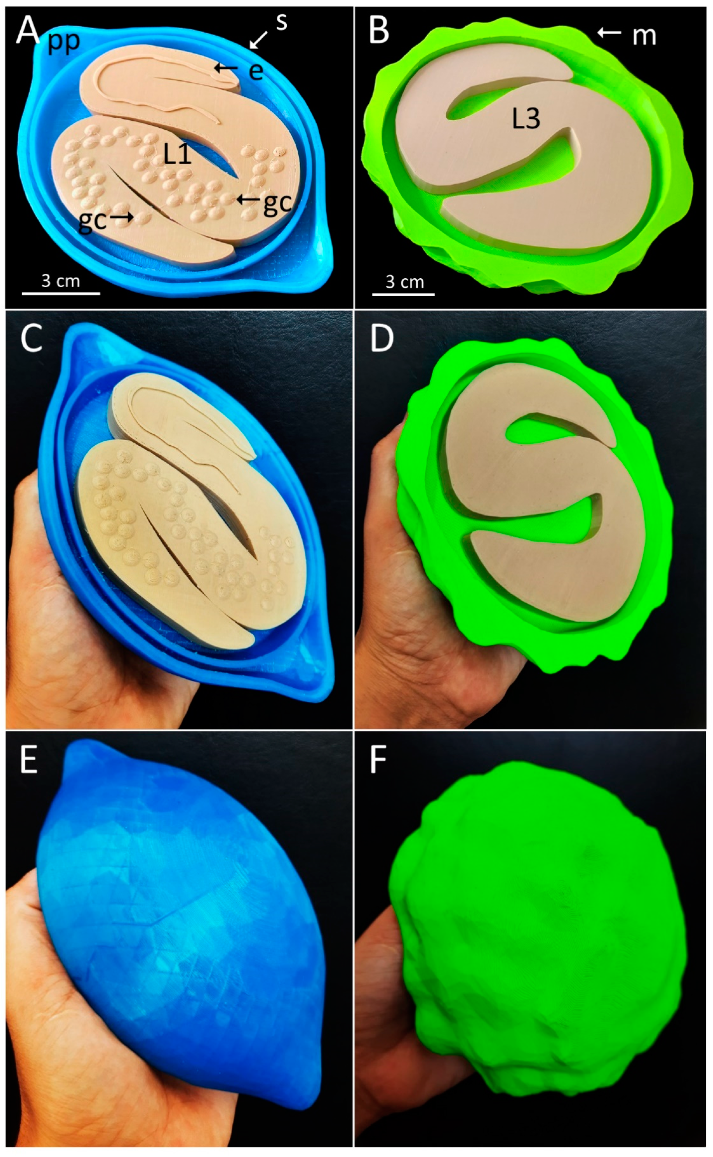 Tropicalmed 07 00216 g003