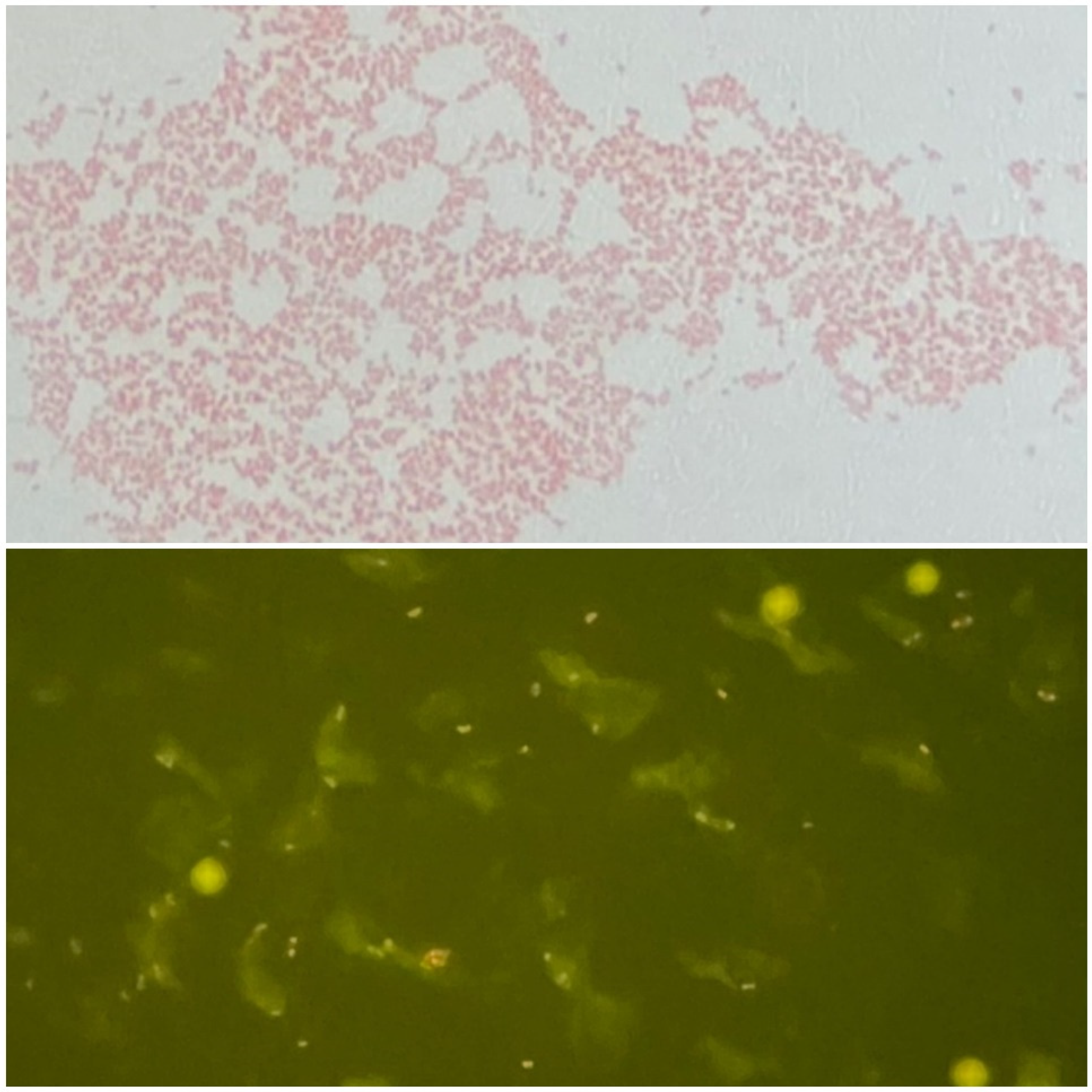 Tropicalmed 07 00220 g003