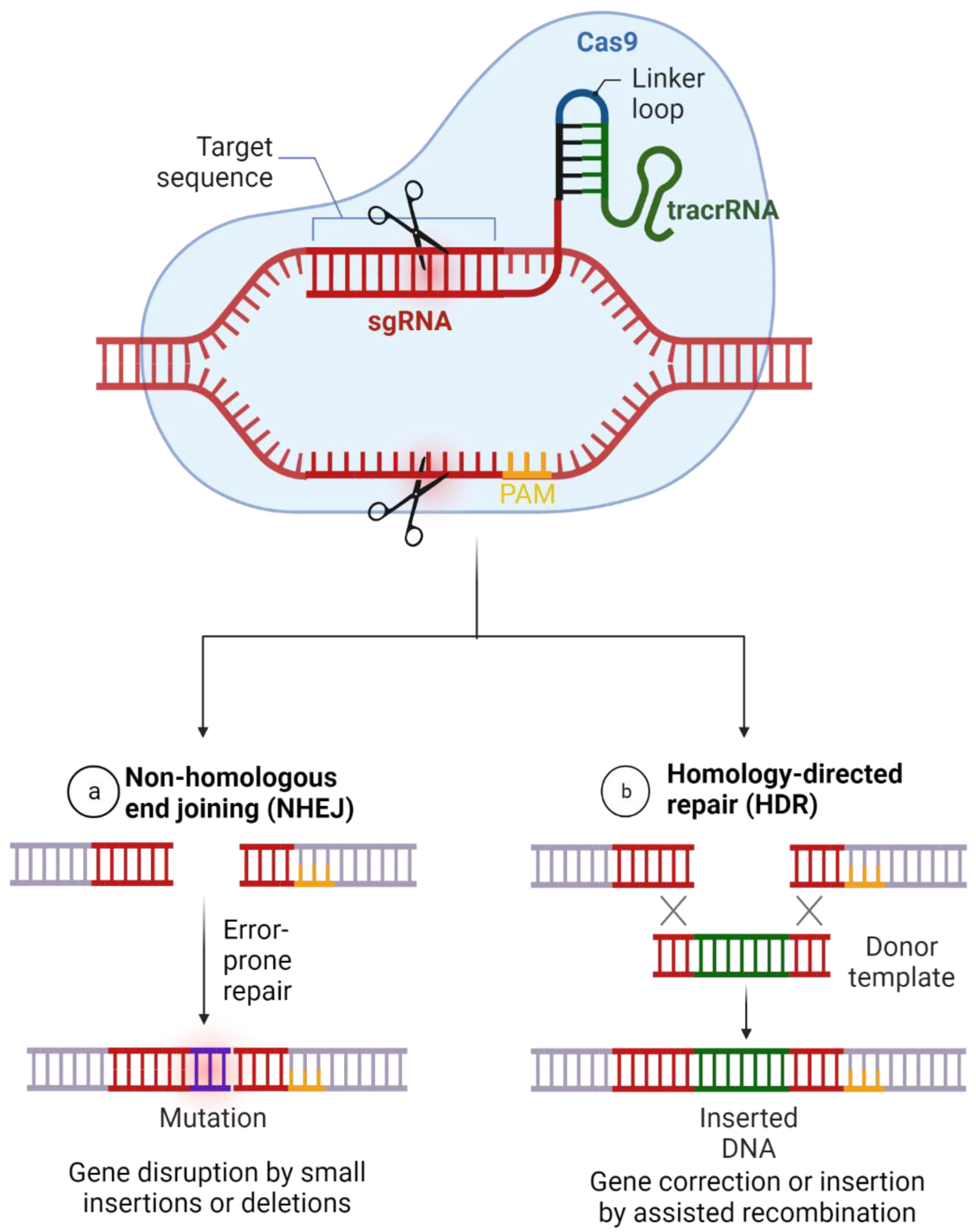 Tropicalmed 07 00309 g002