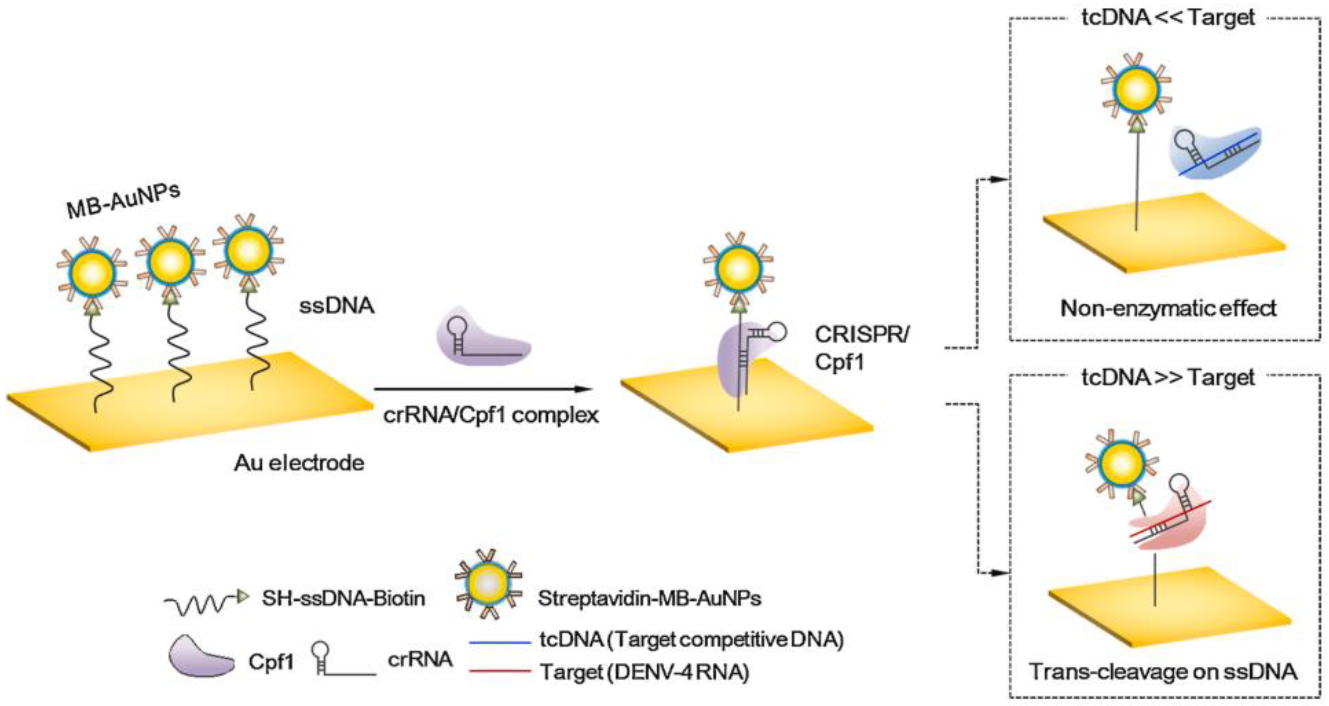Tropicalmed 07 00309 g005