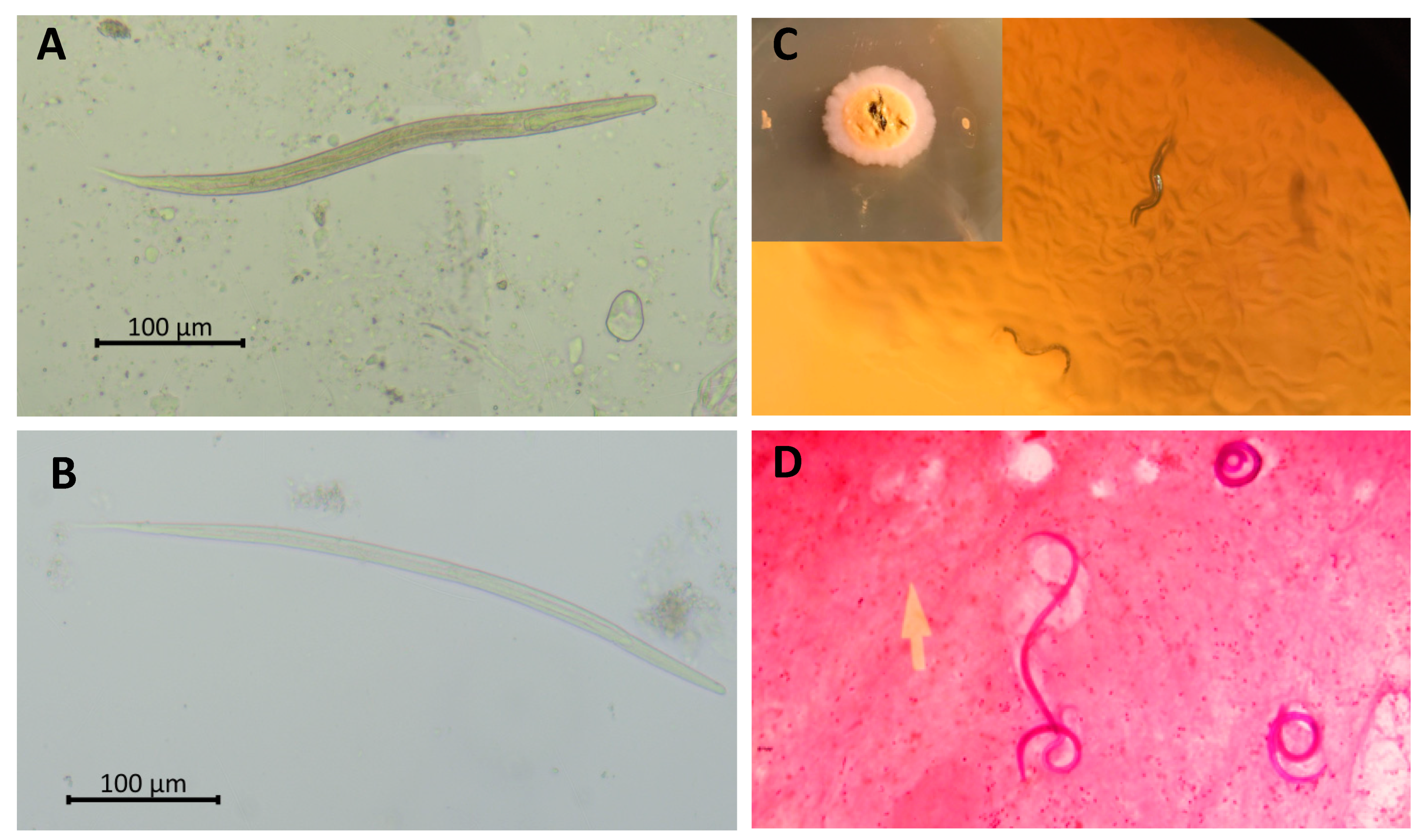 Tropicalmed 07 00310 g002 Tropicalmed 07 00310 g002