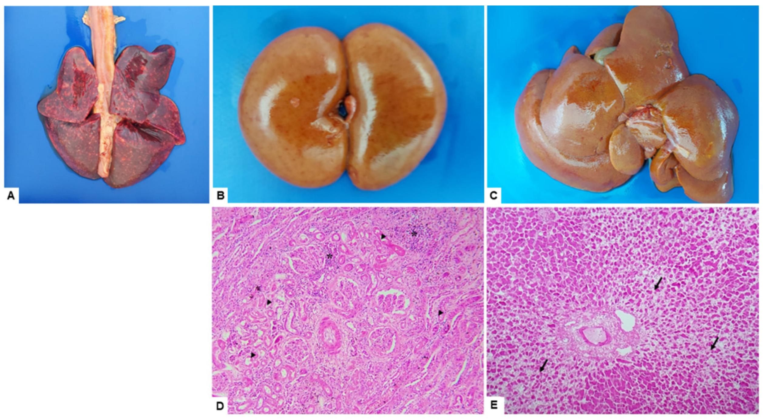 Tropicalmed 07 00333 g001
