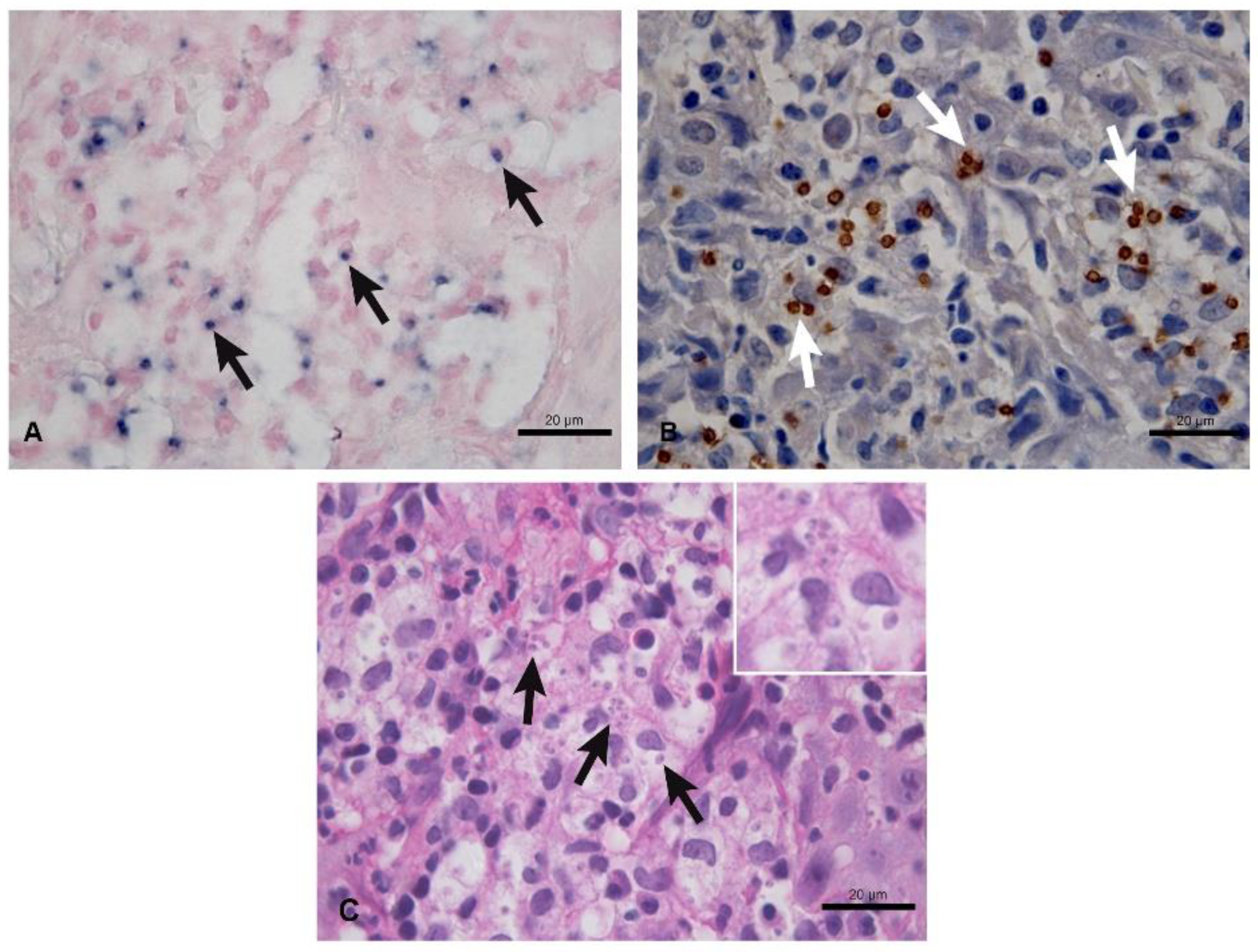 Tropicalmed 07 00344 g001 Tropicalmed 07 00344 g001