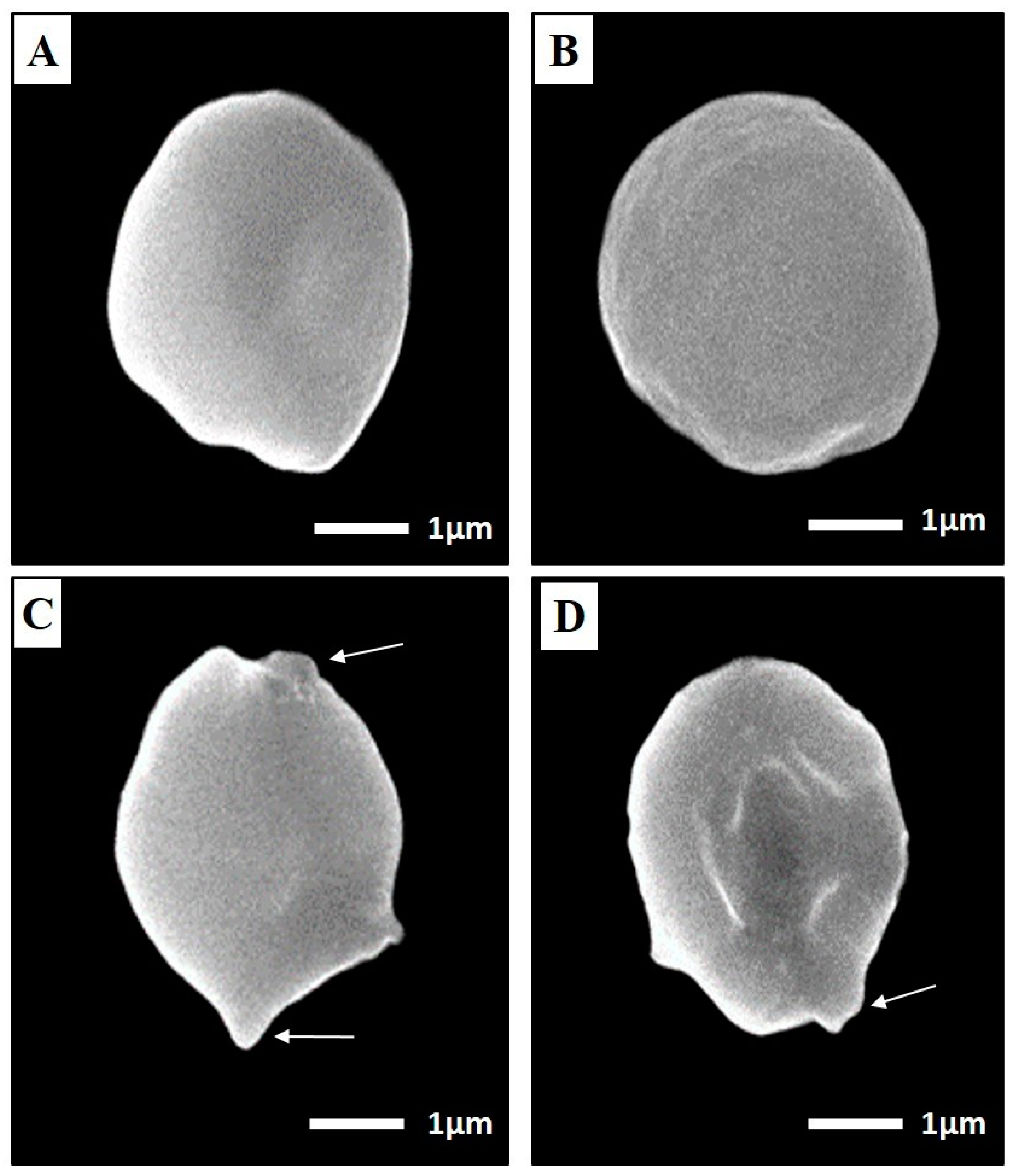Tropicalmed 07 00401 g007 Tropicalmed 07 00401 g007