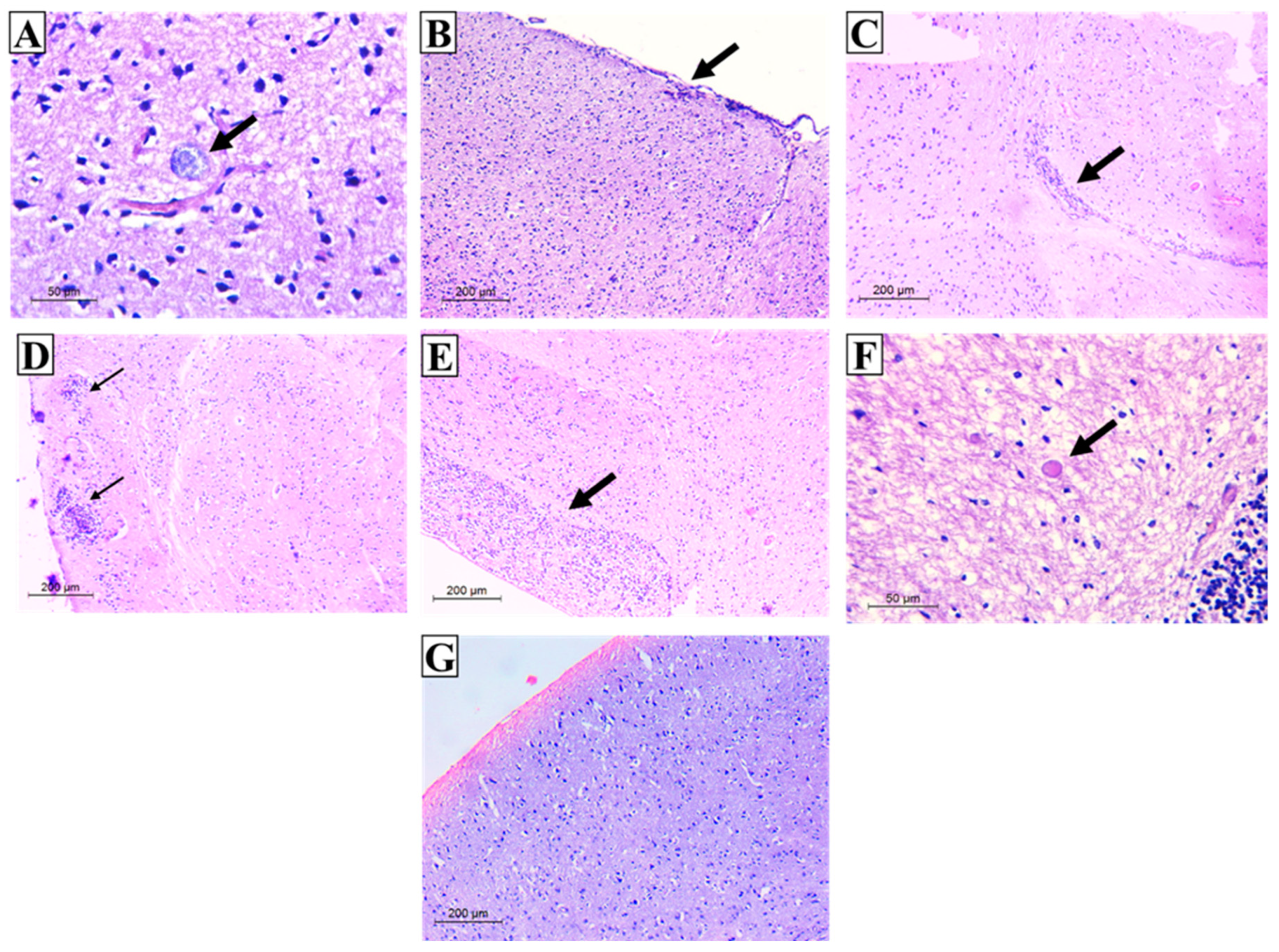 Tropicalmed 07 00401 g011 Tropicalmed 07 00401 g011