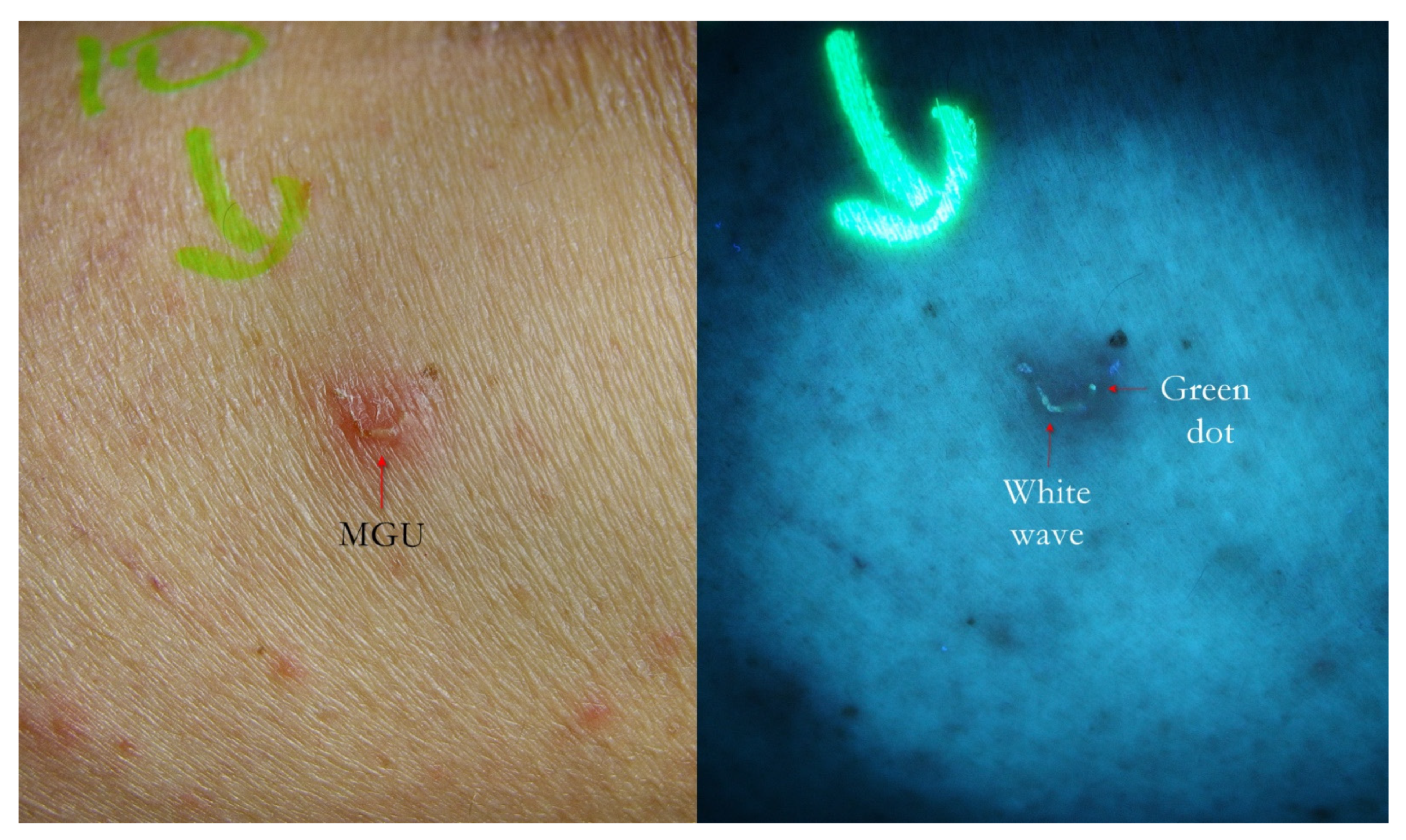 Tropicalmed 07 00422 g002