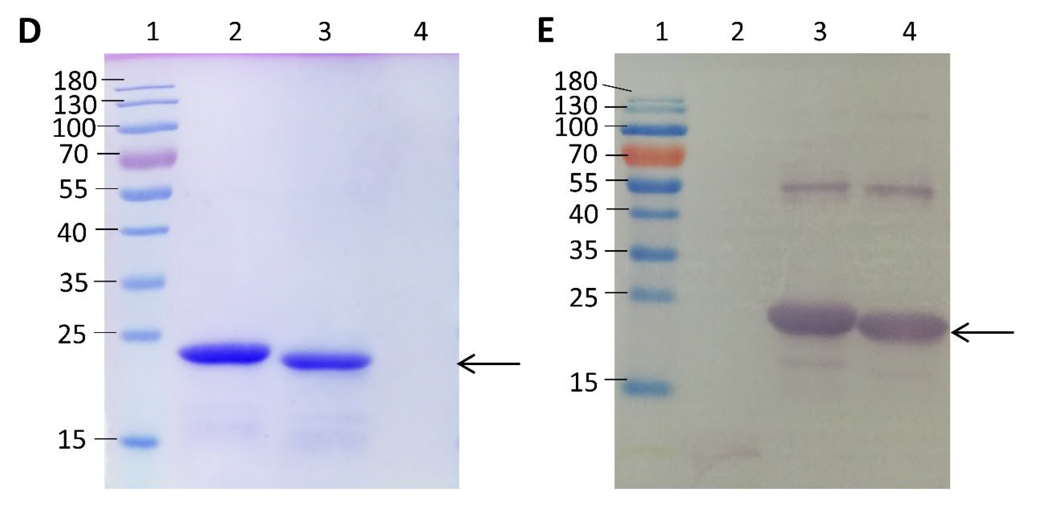 Tropicalmed 08 00056 g001b Tropicalmed 08 00056 g001b