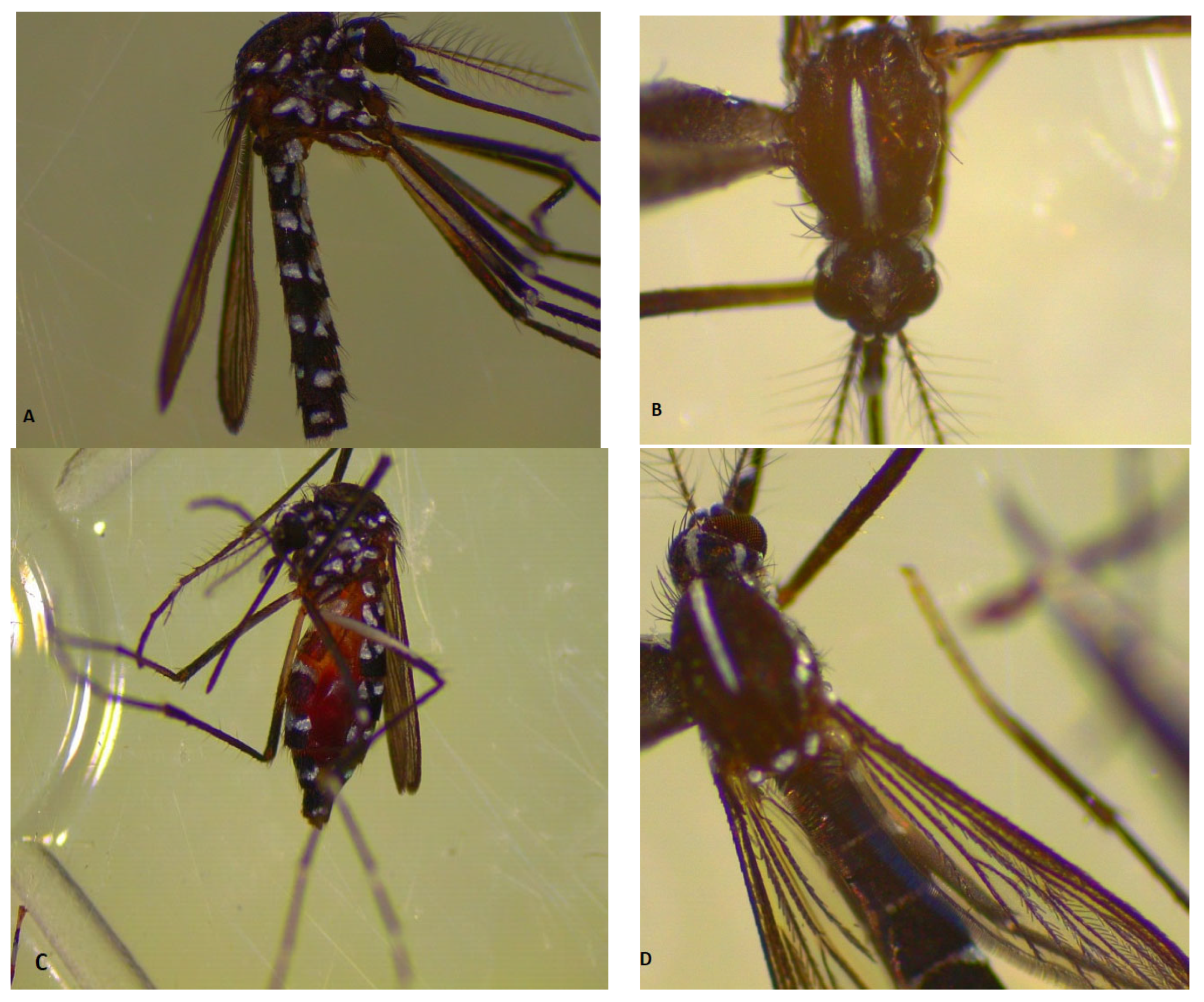 Tropicalmed 08 00065 g003 Tropicalmed 08 00065 g003