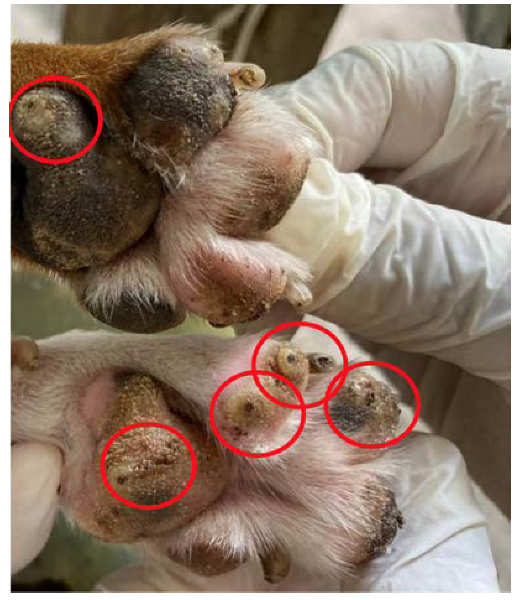 TropicalMed | Free Full-Text | Spatial Distribution of Off-Host Stages of Tunga  penetrans in the Soil within the Home Range of Nine Infected Dogs in An  Endemic Tourist Area in Brazil