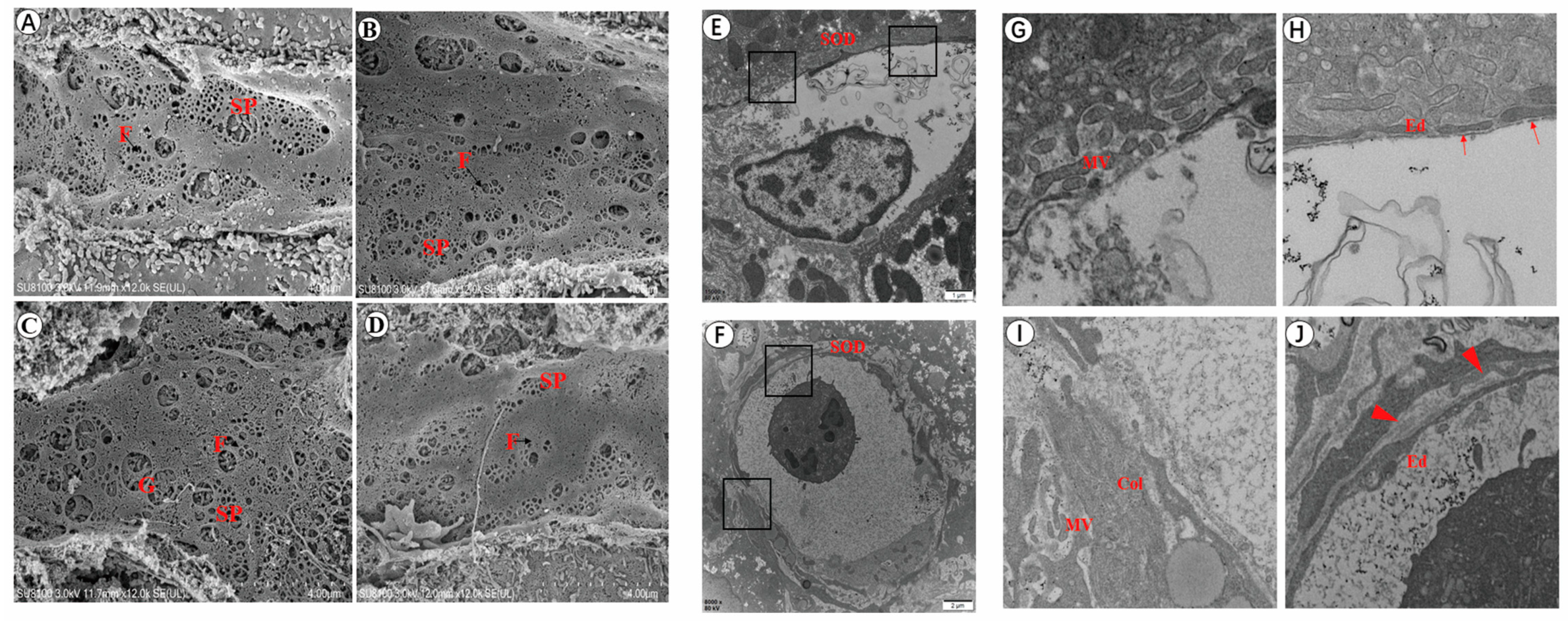Tropicalmed 08 00124 g002