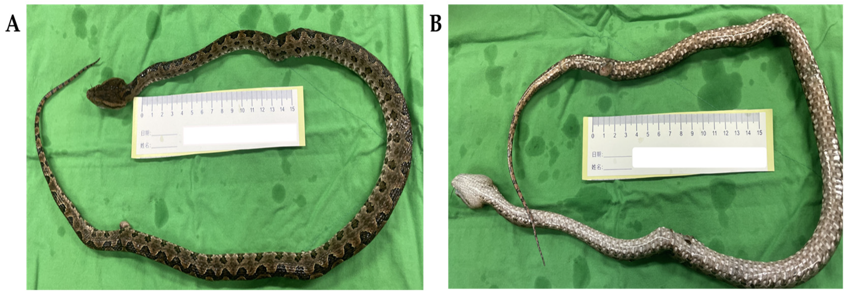 Tropicalmed 08 00246 g001 Tropicalmed 08 00246 g001