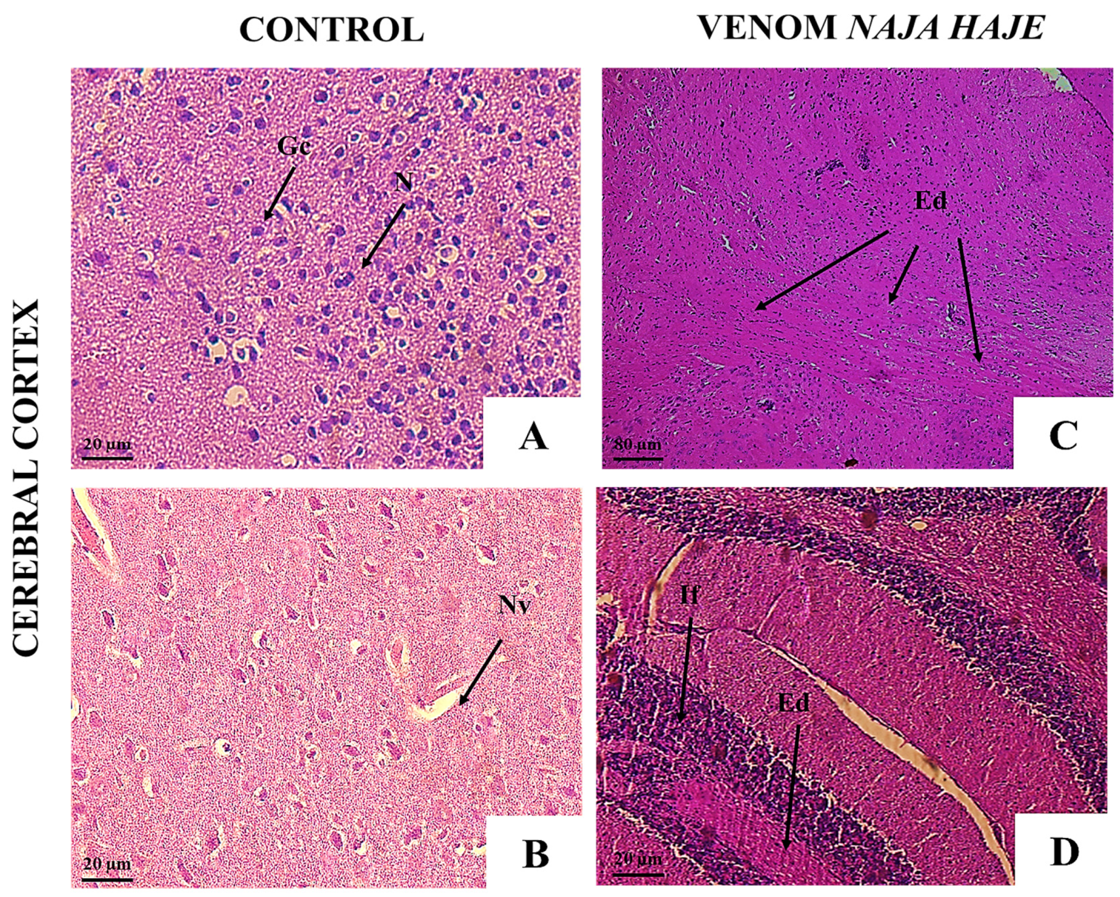 Tropicalmed 08 00304 g003 Tropicalmed 08 00304 g003