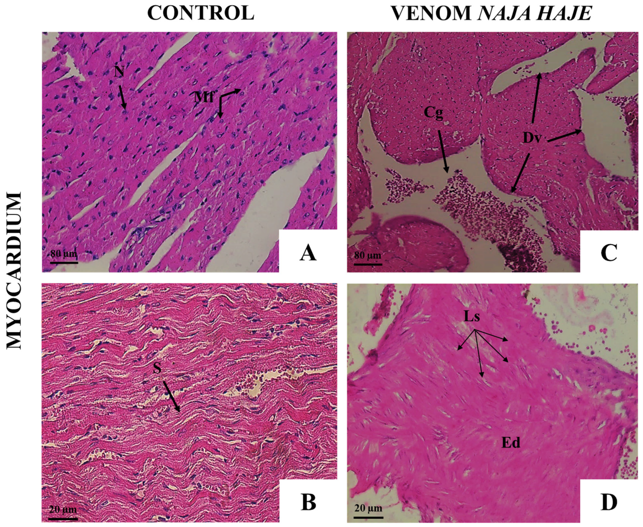 Tropicalmed 08 00304 g004 Tropicalmed 08 00304 g004