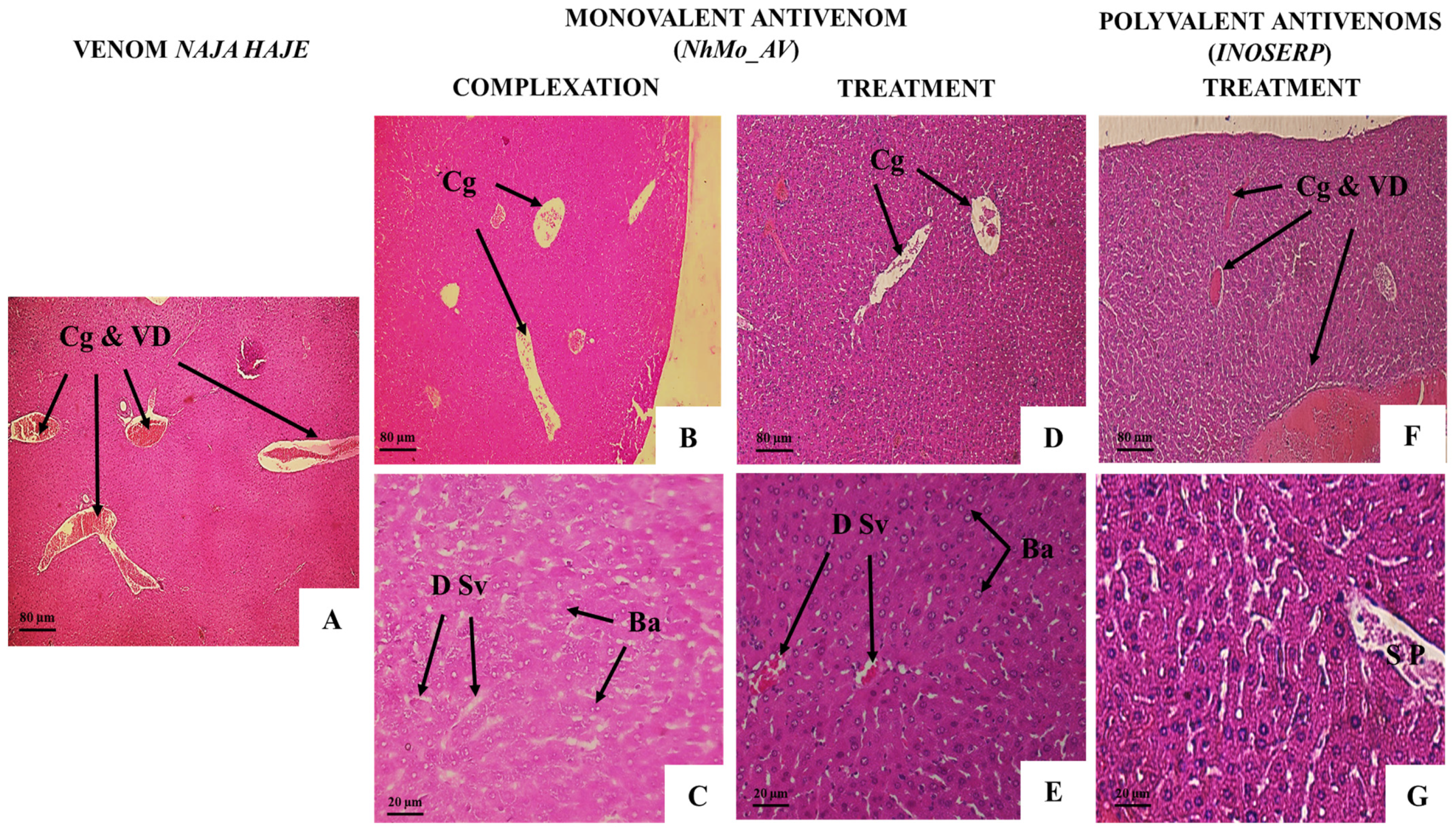 Tropicalmed 08 00304 g012 Tropicalmed 08 00304 g012