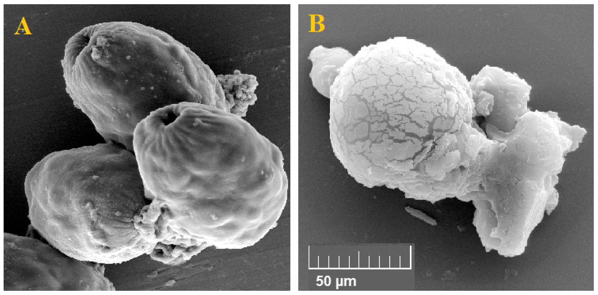 Tropicalmed 08 00313 g007 Tropicalmed 08 00313 g007