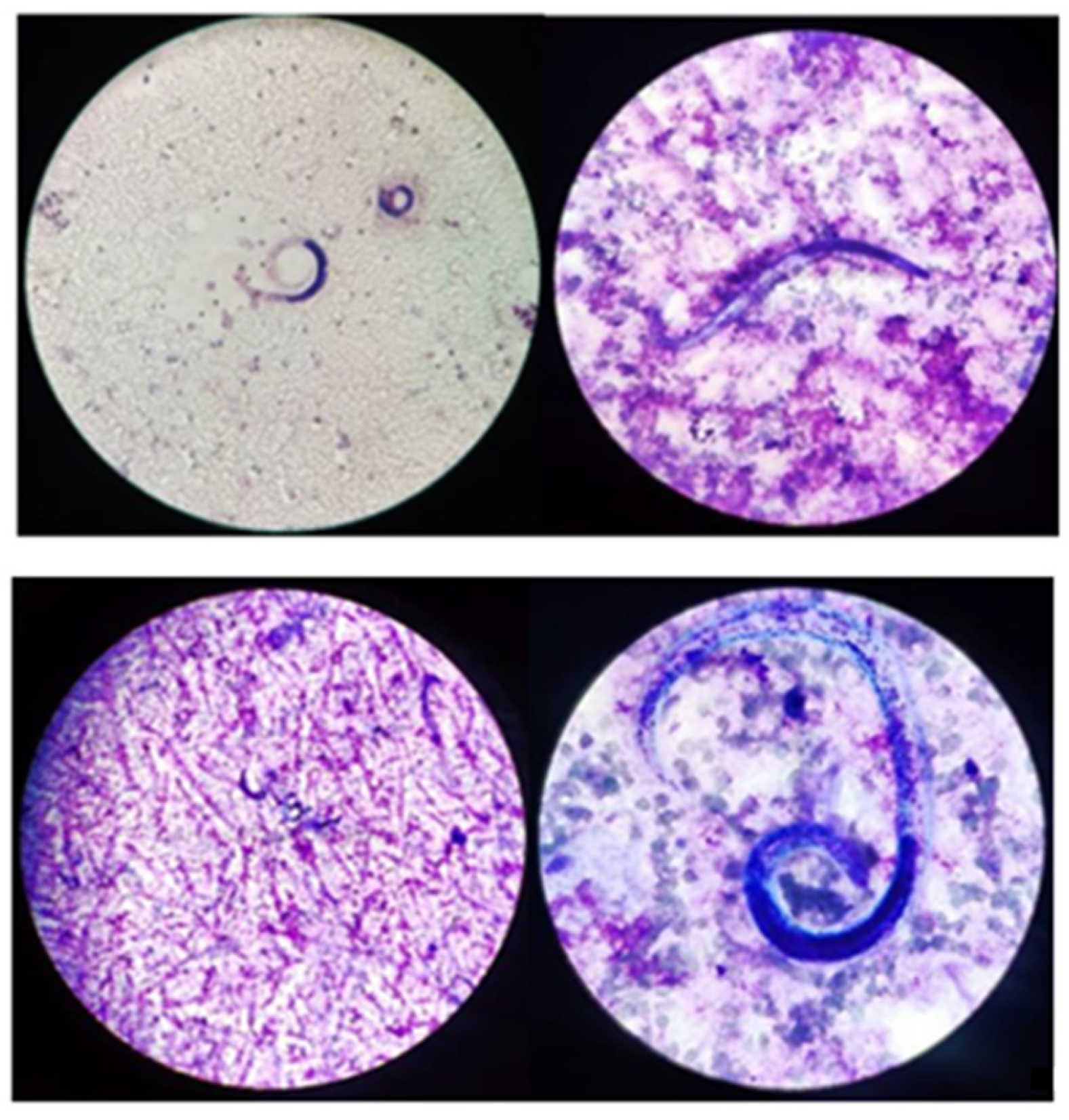 Tropicalmed 08 00331 g002 Tropicalmed 08 00331 g002