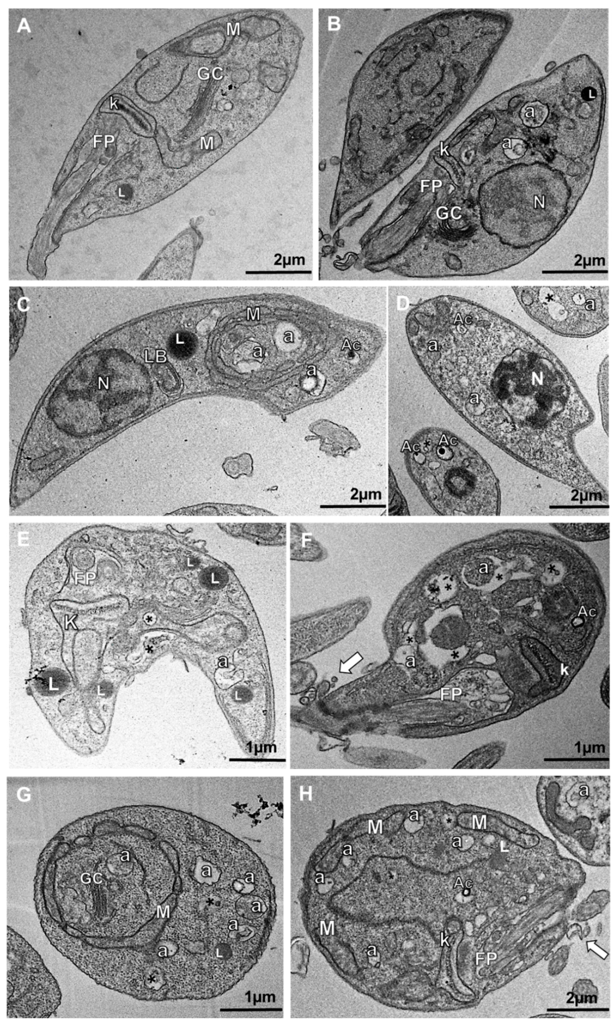 Tropicalmed 08 00375 g003