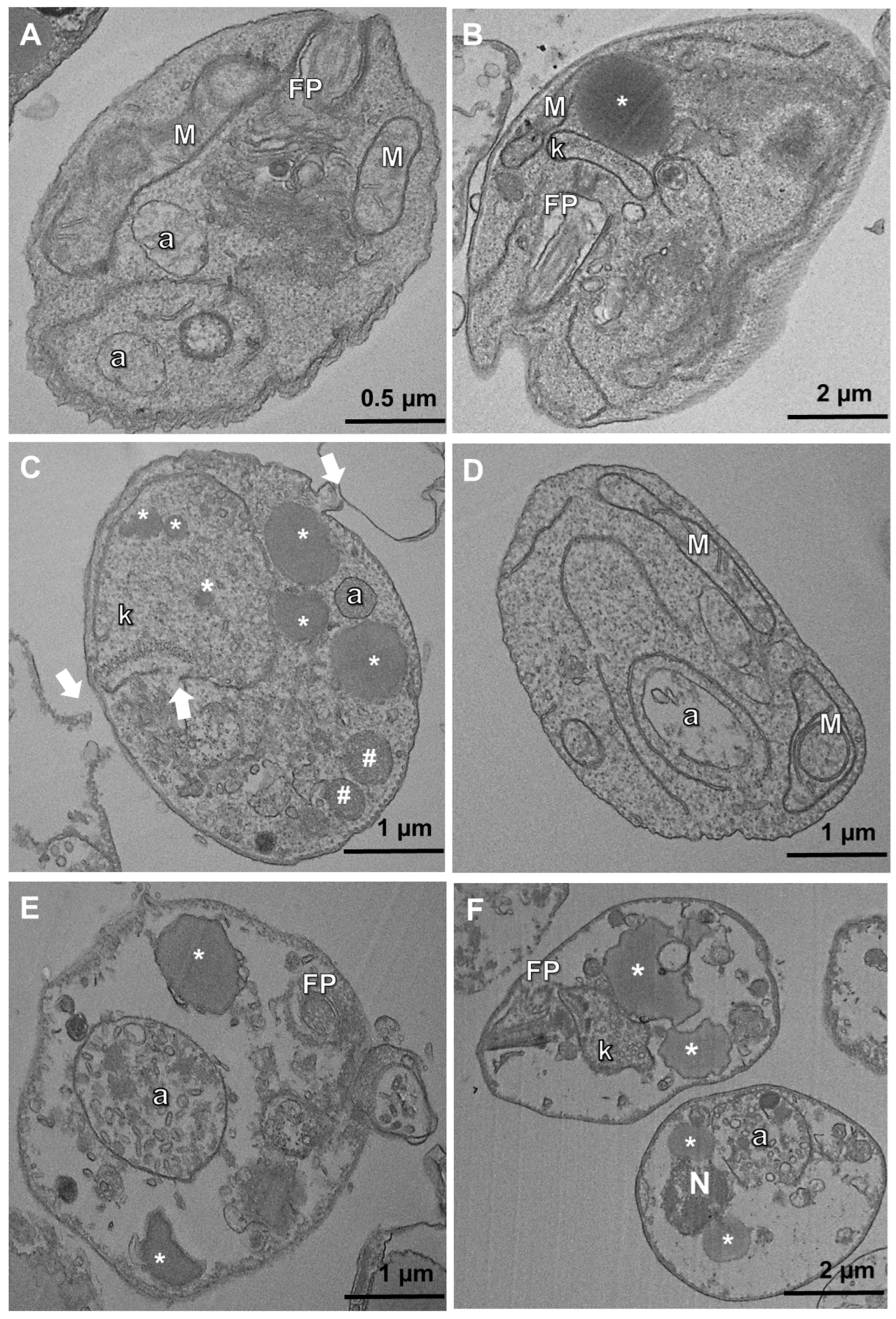 Tropicalmed 08 00375 g004