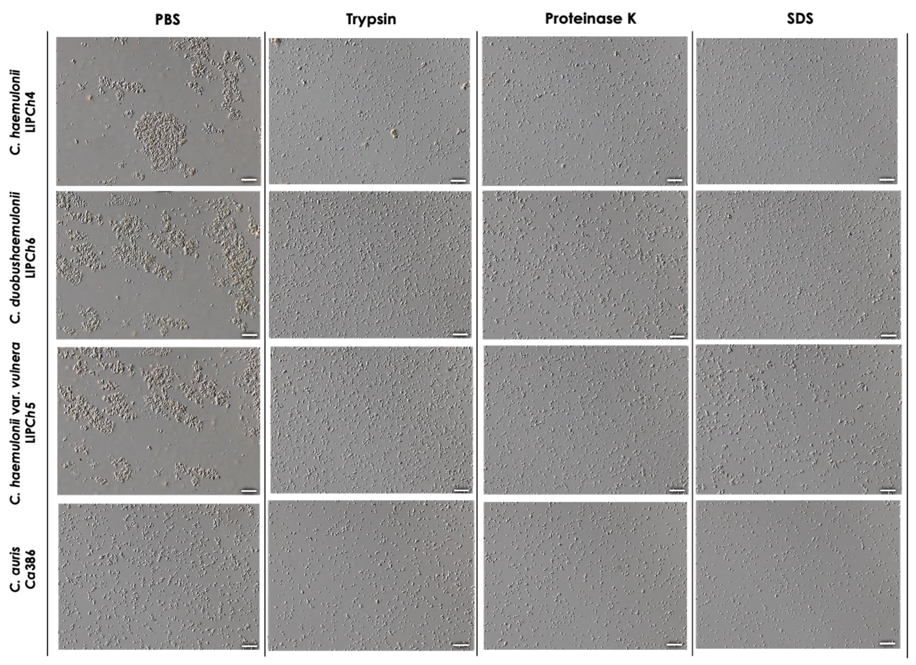 MaPom1, a Dual-Specificity Tyrosine Phosphorylation