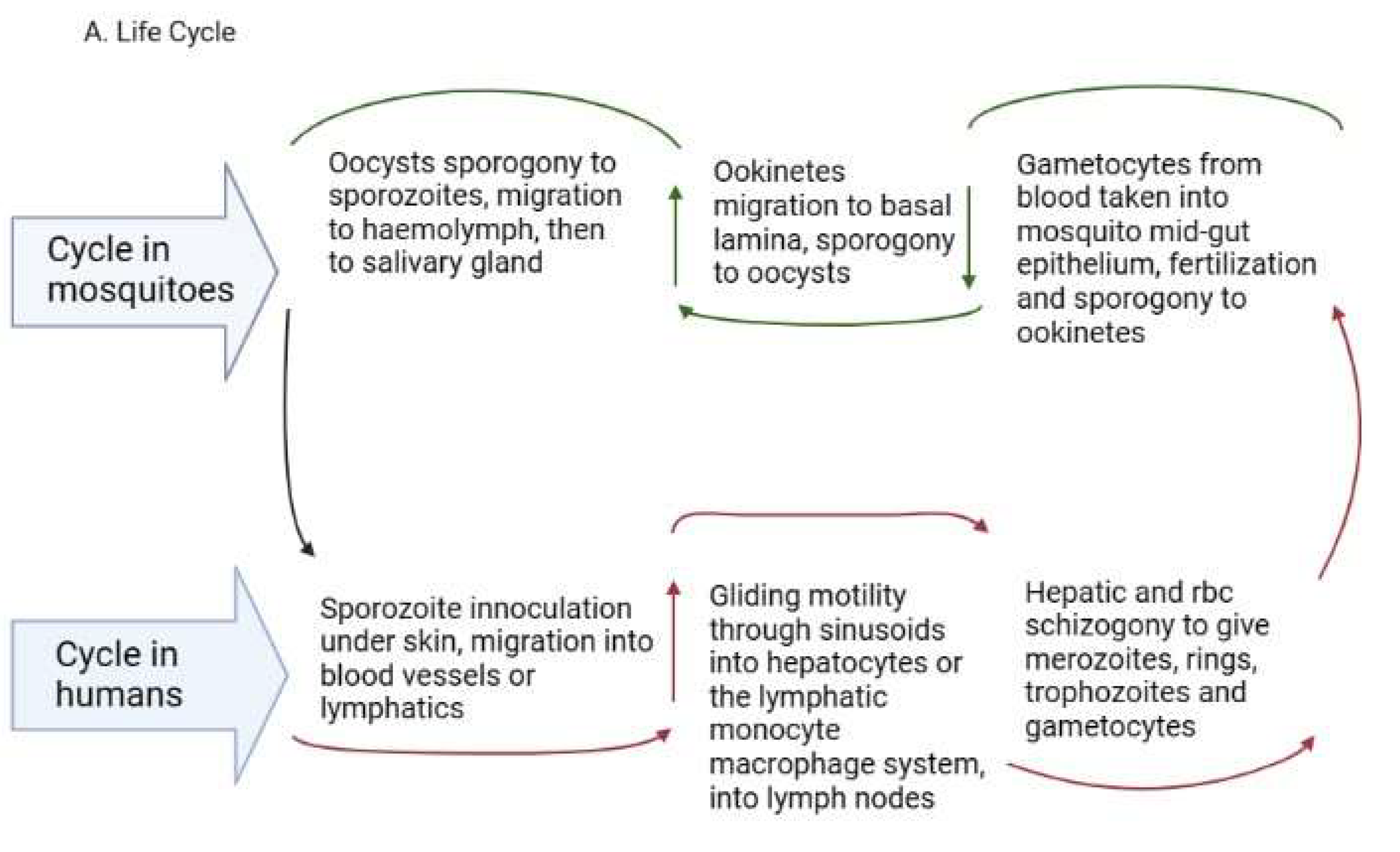 Tropicalmed 08 00392 g001a Tropicalmed 08 00392 g001a