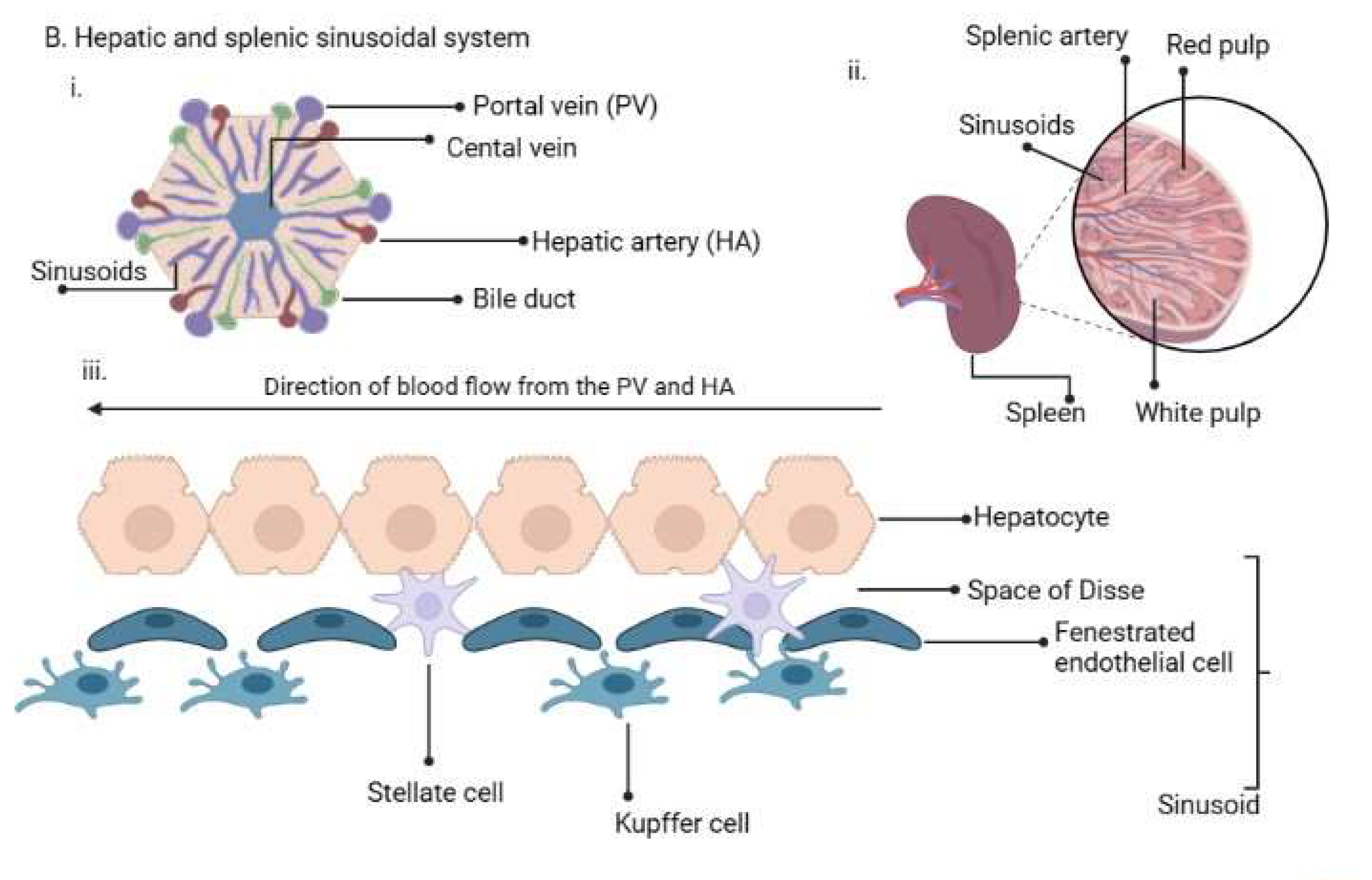 Tropicalmed 08 00392 g001b Tropicalmed 08 00392 g001b