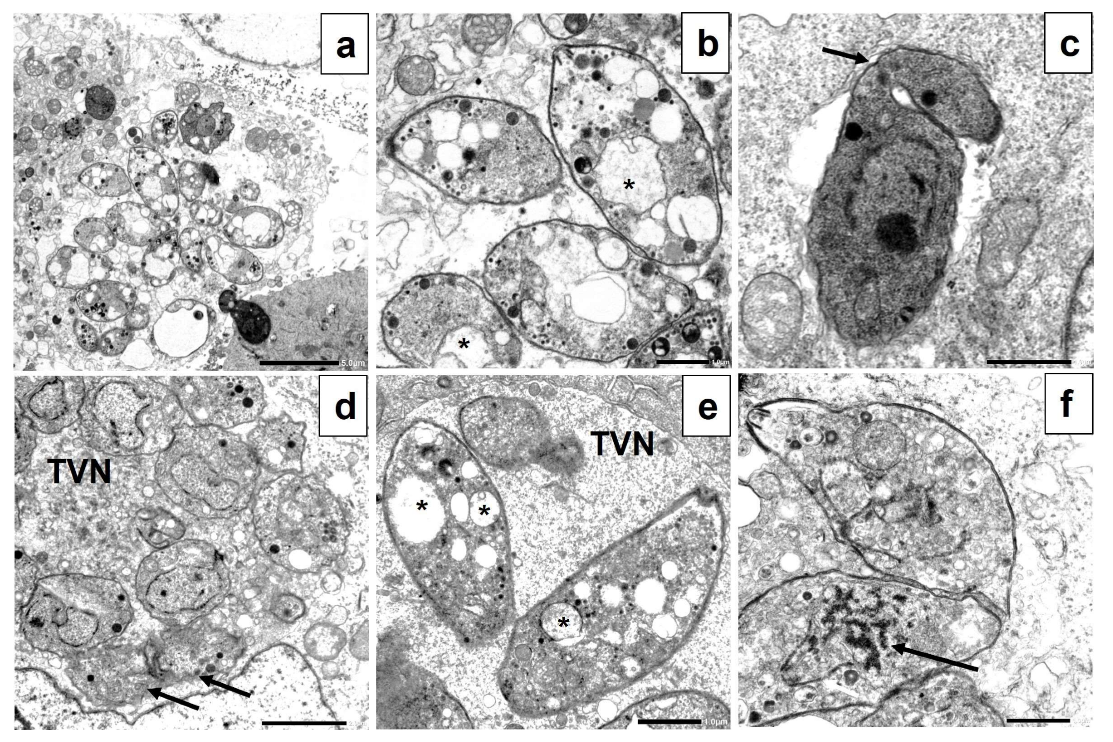 Tropicalmed 08 00401 g007