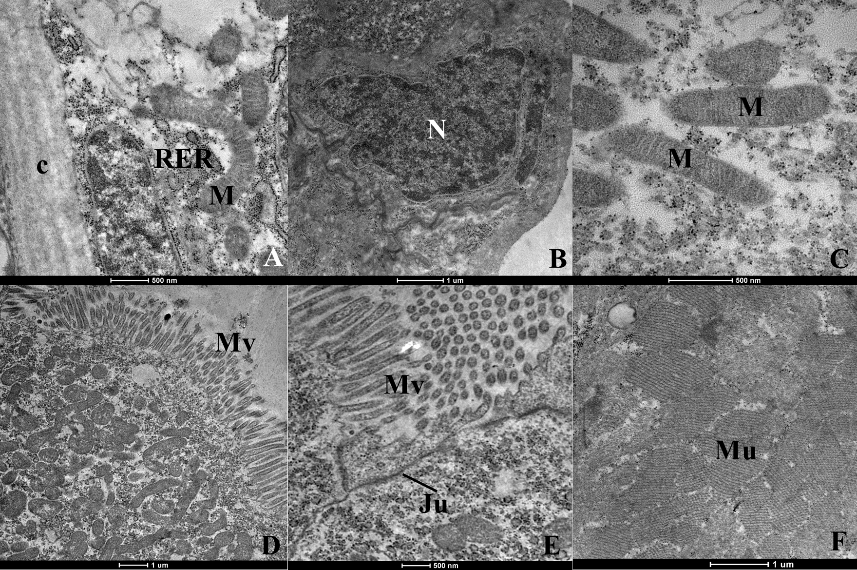 Tropicalmed 08 00440 g001