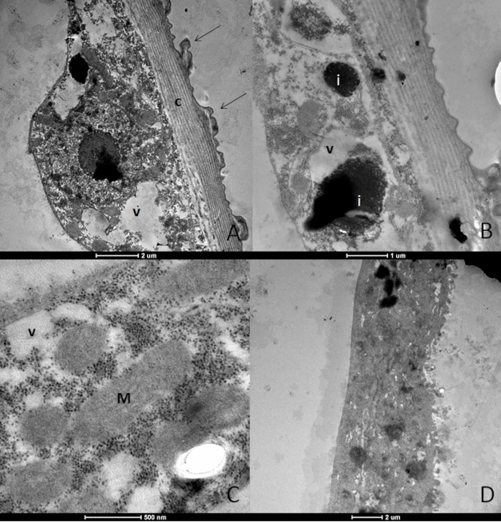 Tropicalmed 08 00440 g003