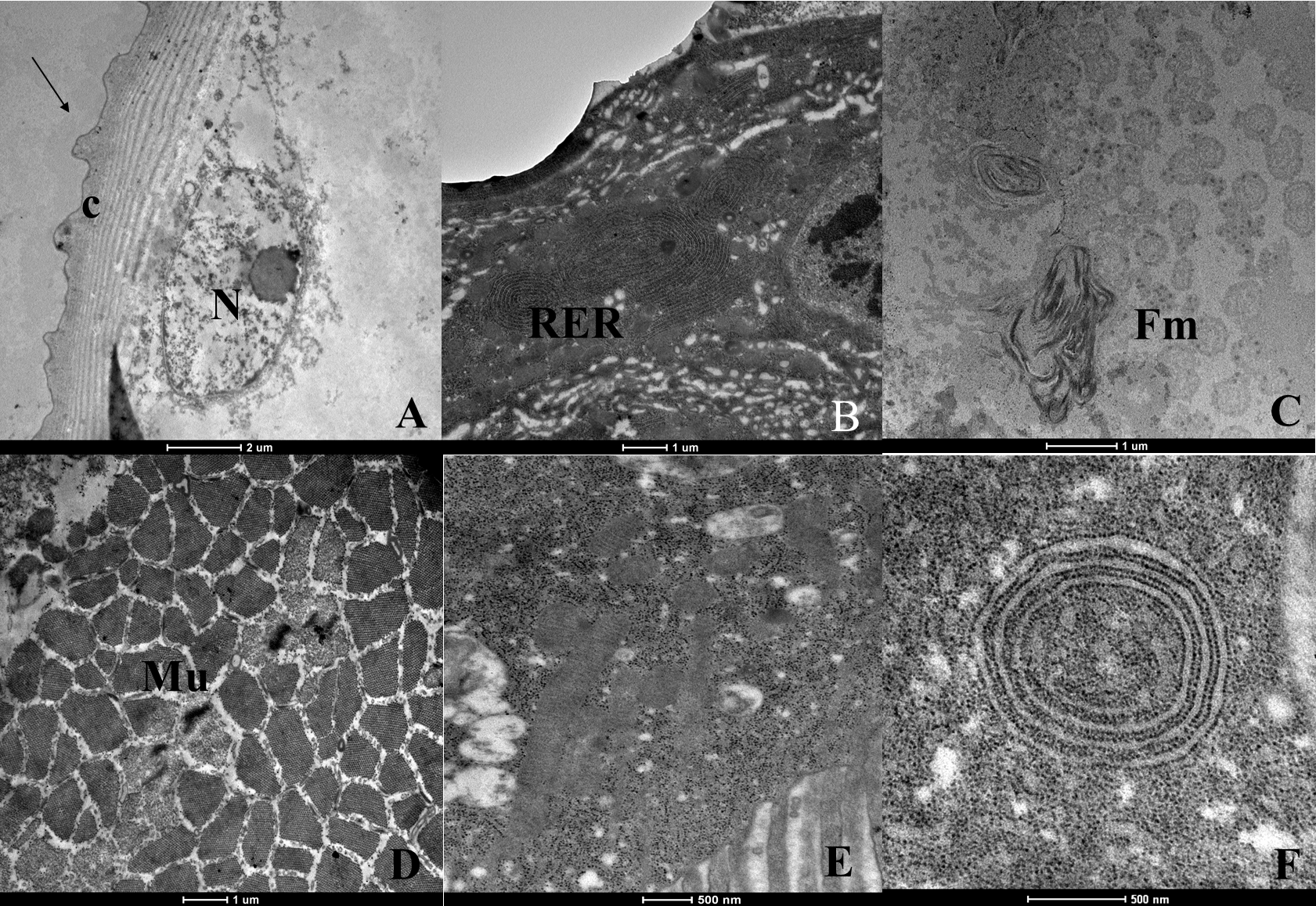 Tropicalmed 08 00440 g004