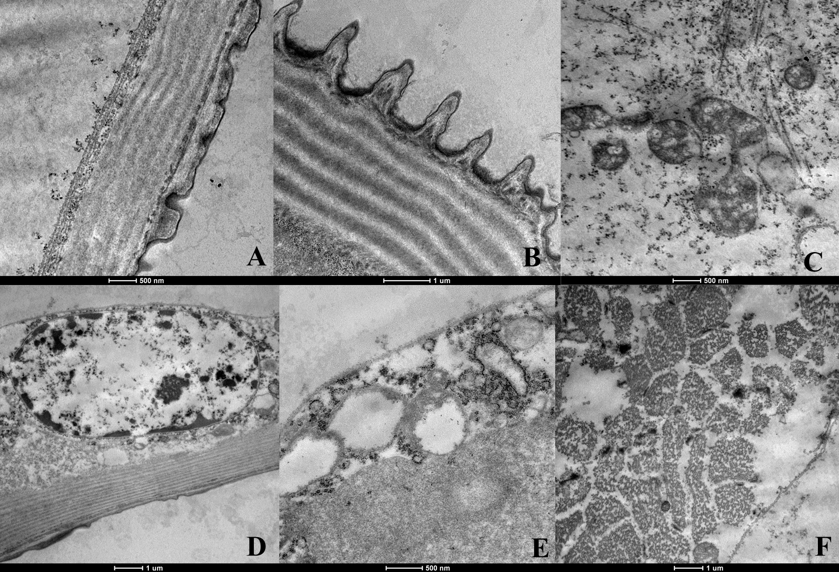 Tropicalmed 08 00440 g005