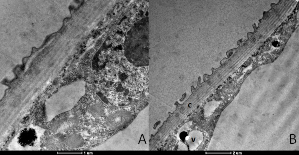 Tropicalmed 08 00440 g006