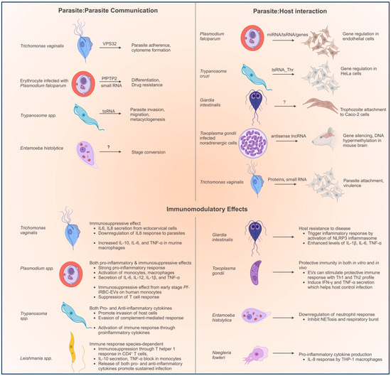 TropicalMed | Free Full-Text | Extracellular Vesicles and Their Impact on  the Biology of Protozoan Parasites