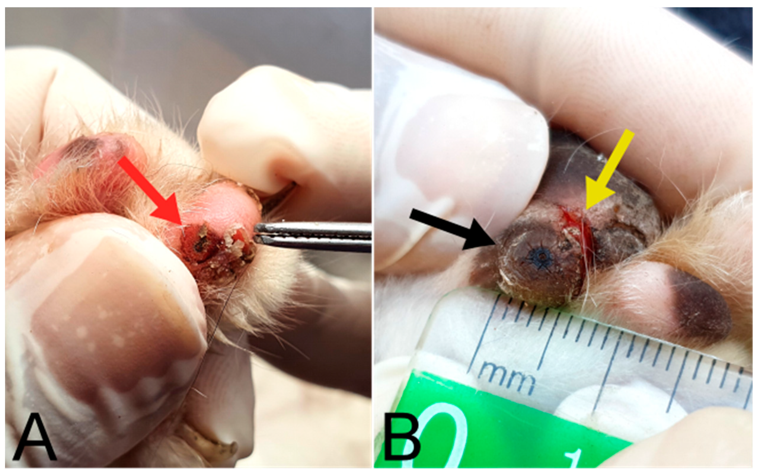 Tropicalmed 08 00456 g006