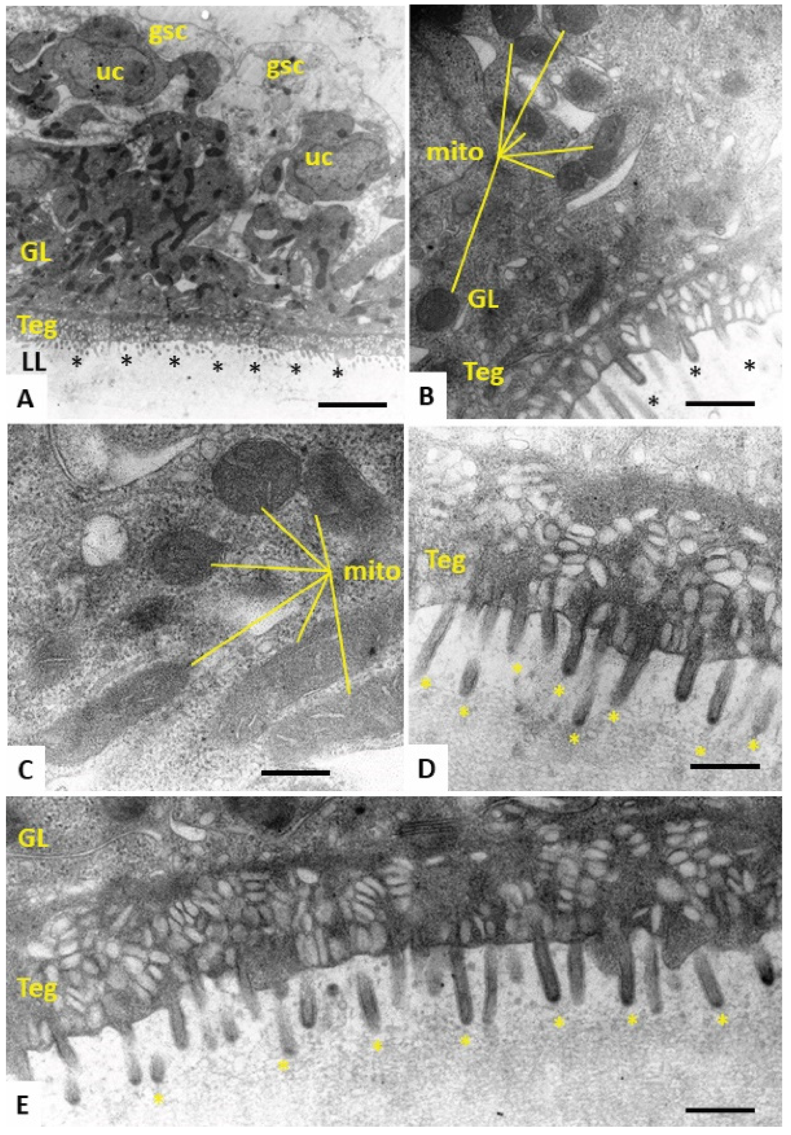 Tropicalmed 08 00517 g004