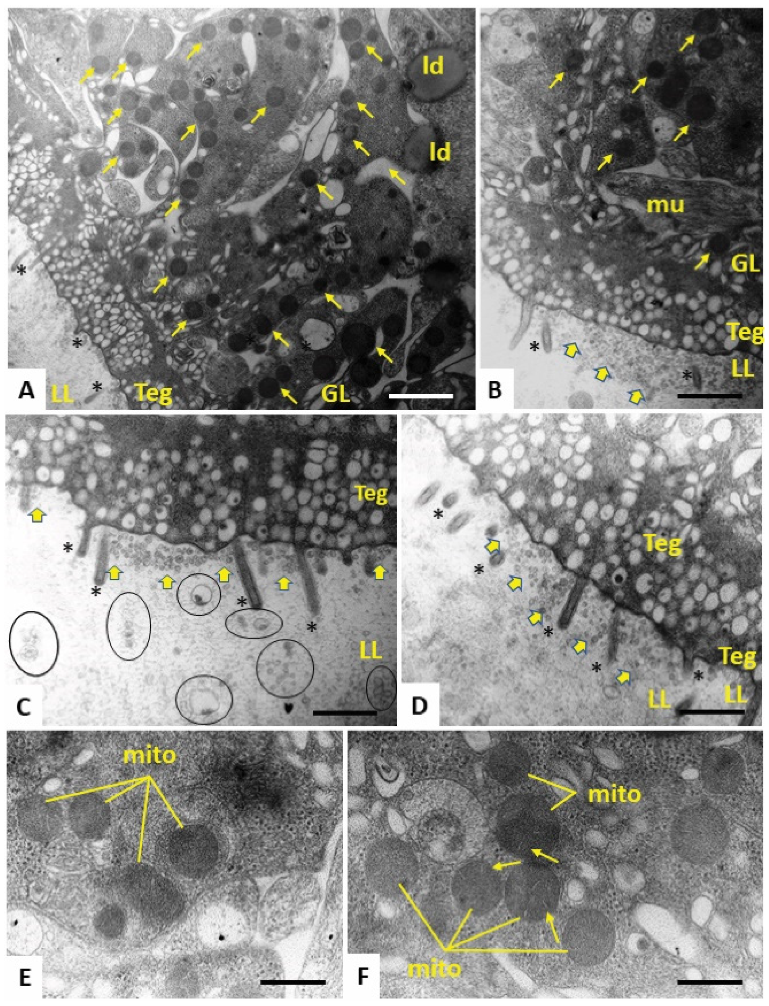 Tropicalmed 08 00517 g005