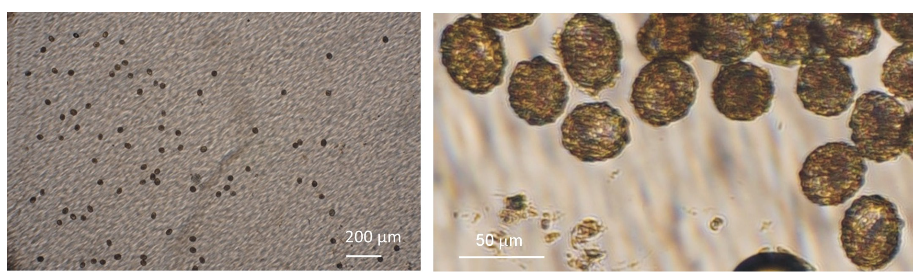 Tropicalmed 09 00005 g002
