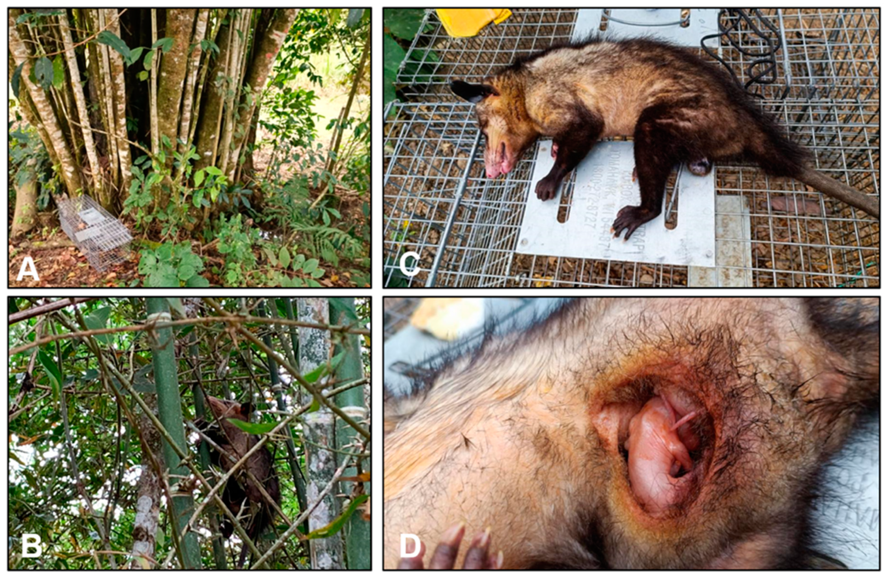 Tropicalmed 09 00014 g005 Tropicalmed 09 00014 g005