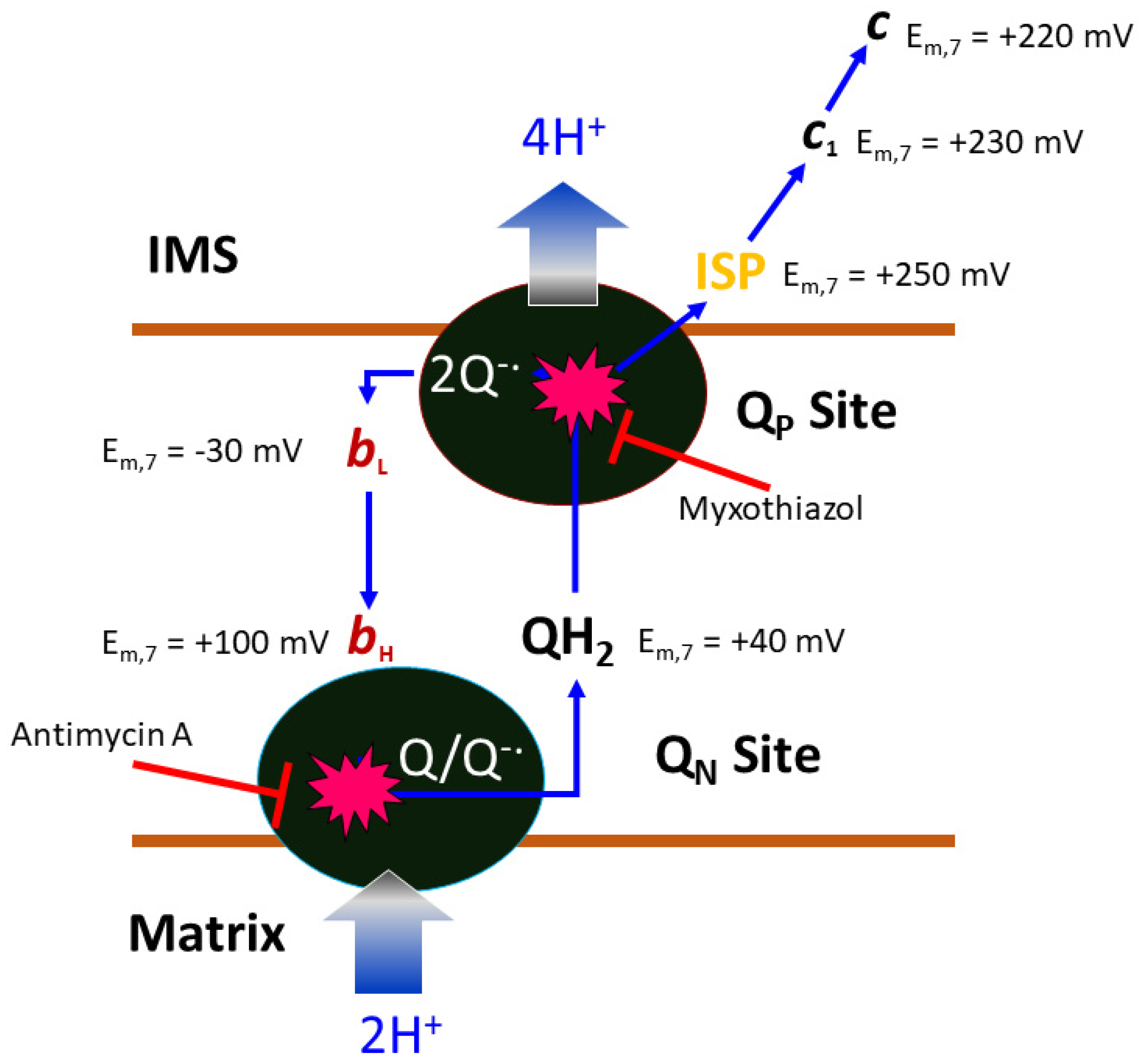 Tropicalmed 09 00039 g003